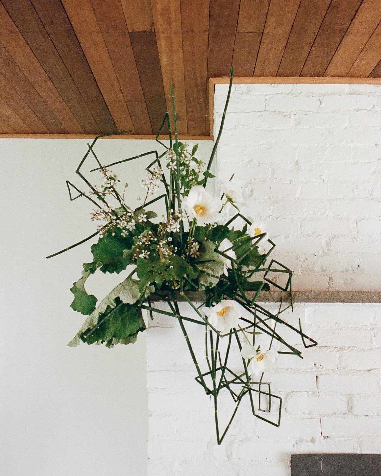 leftovers + foraged finds @succ.urro :)

#35mmfilm
