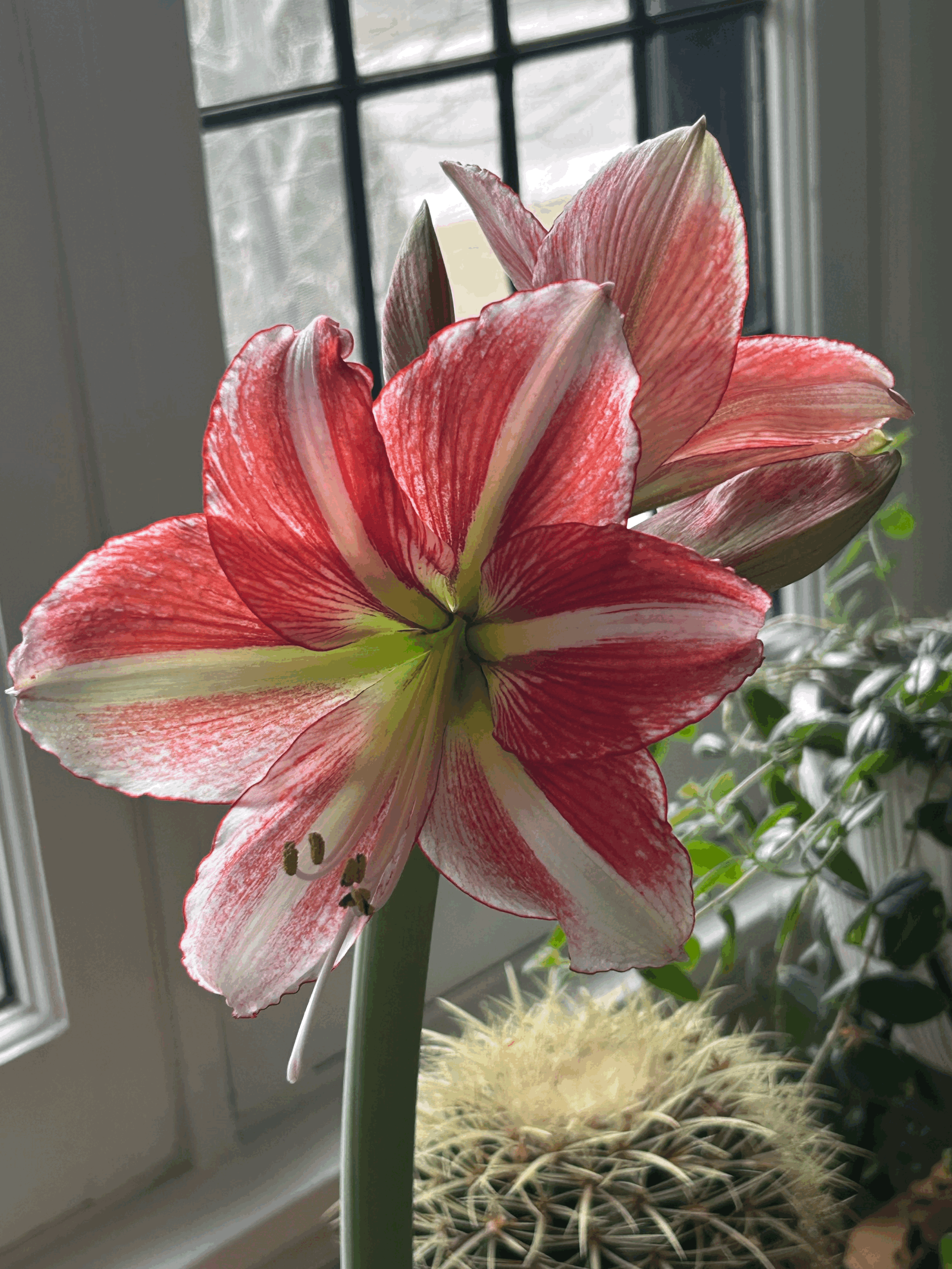 How to get an Amaryllis bulb to Re-bloom
