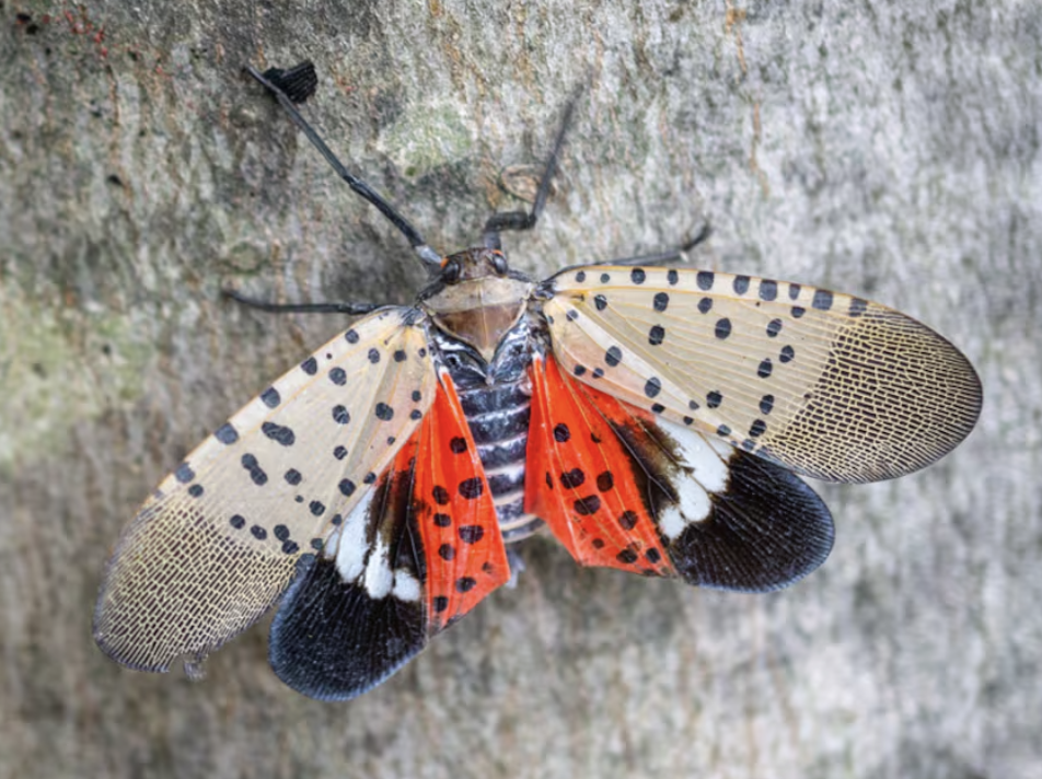 Invasive spotted lantern fly found in Ontario