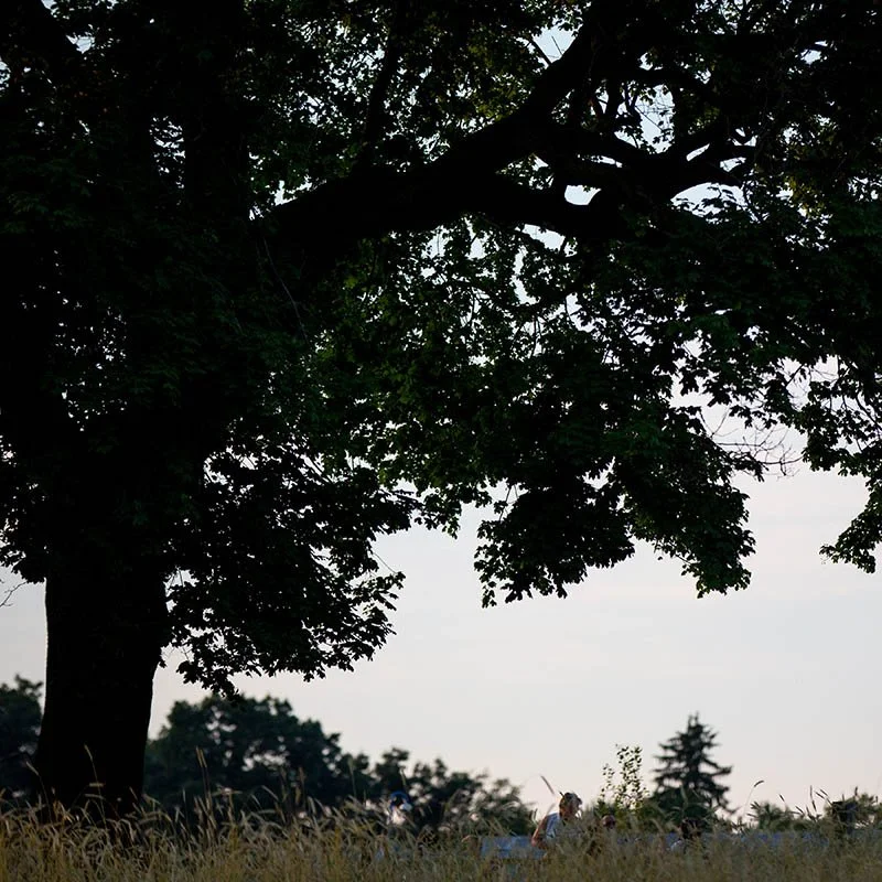 Photo of a large tree encompassing most of the frame, towering over a person standing in a field