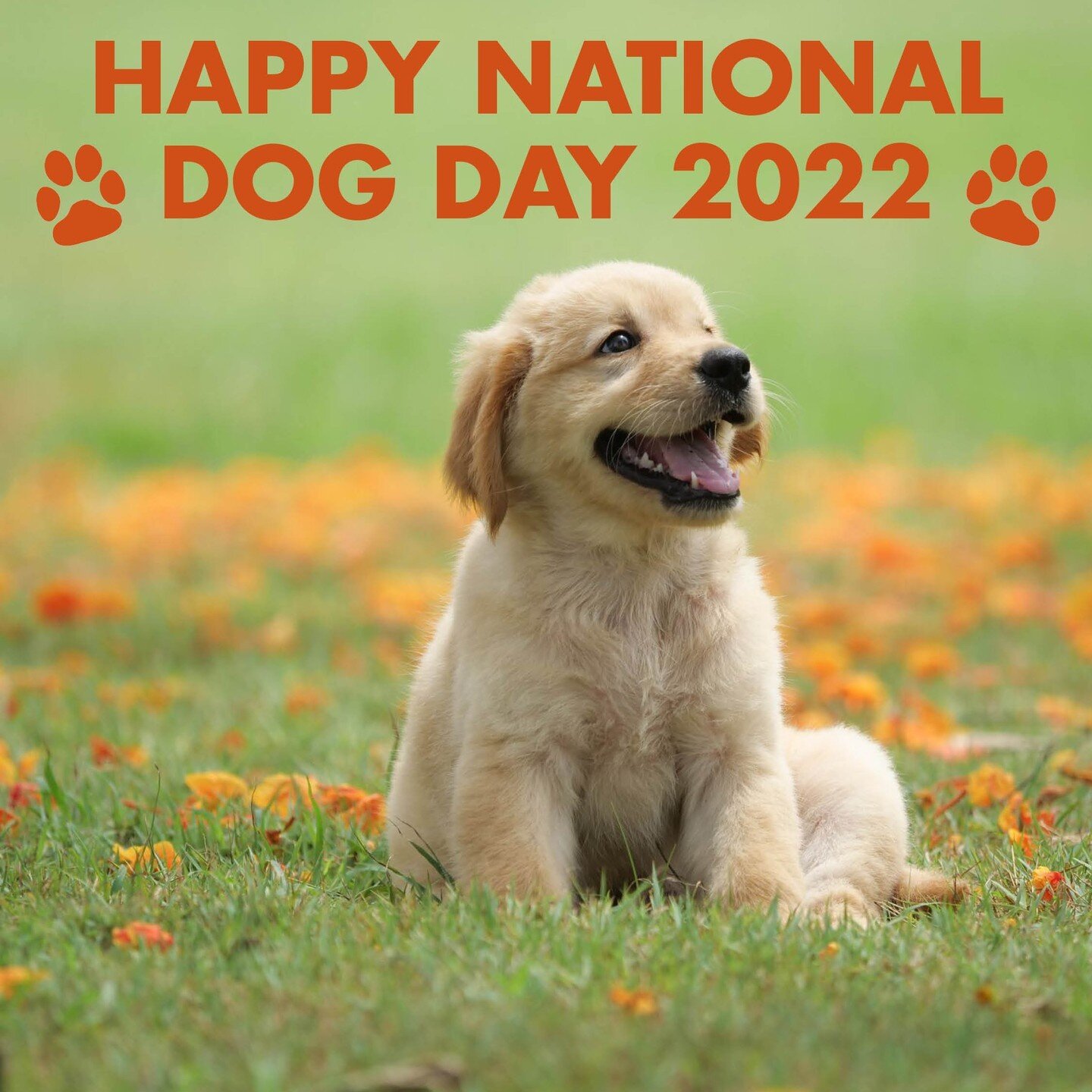 Residents! Today is National Dog Day! Celebrate with us by posting a picture of your pooch in the comments below - and include their name and breed! We can't wait to see everyone's doggies. 🐶 Think your dog is the cutest? Let us know below. #nationa