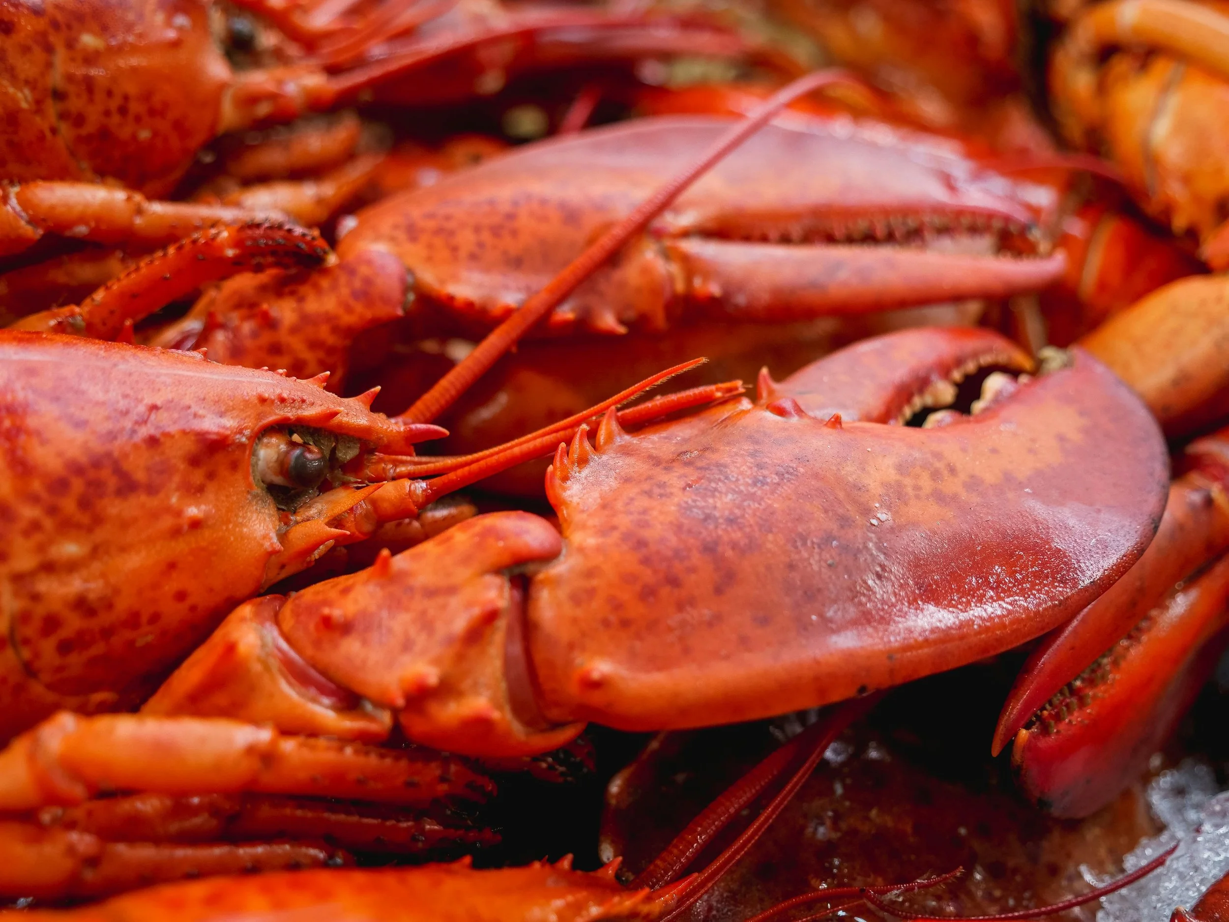 4 Lobster Deals to Put on Your Radar