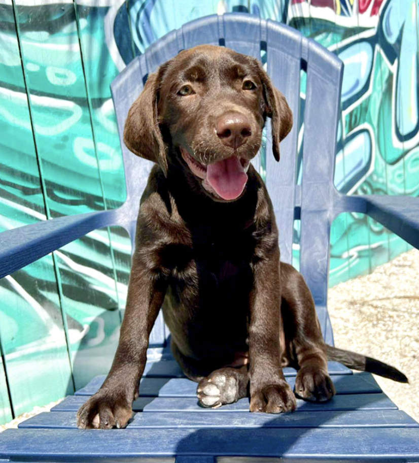 Dog-Friendly Dines on the Treasure Coast