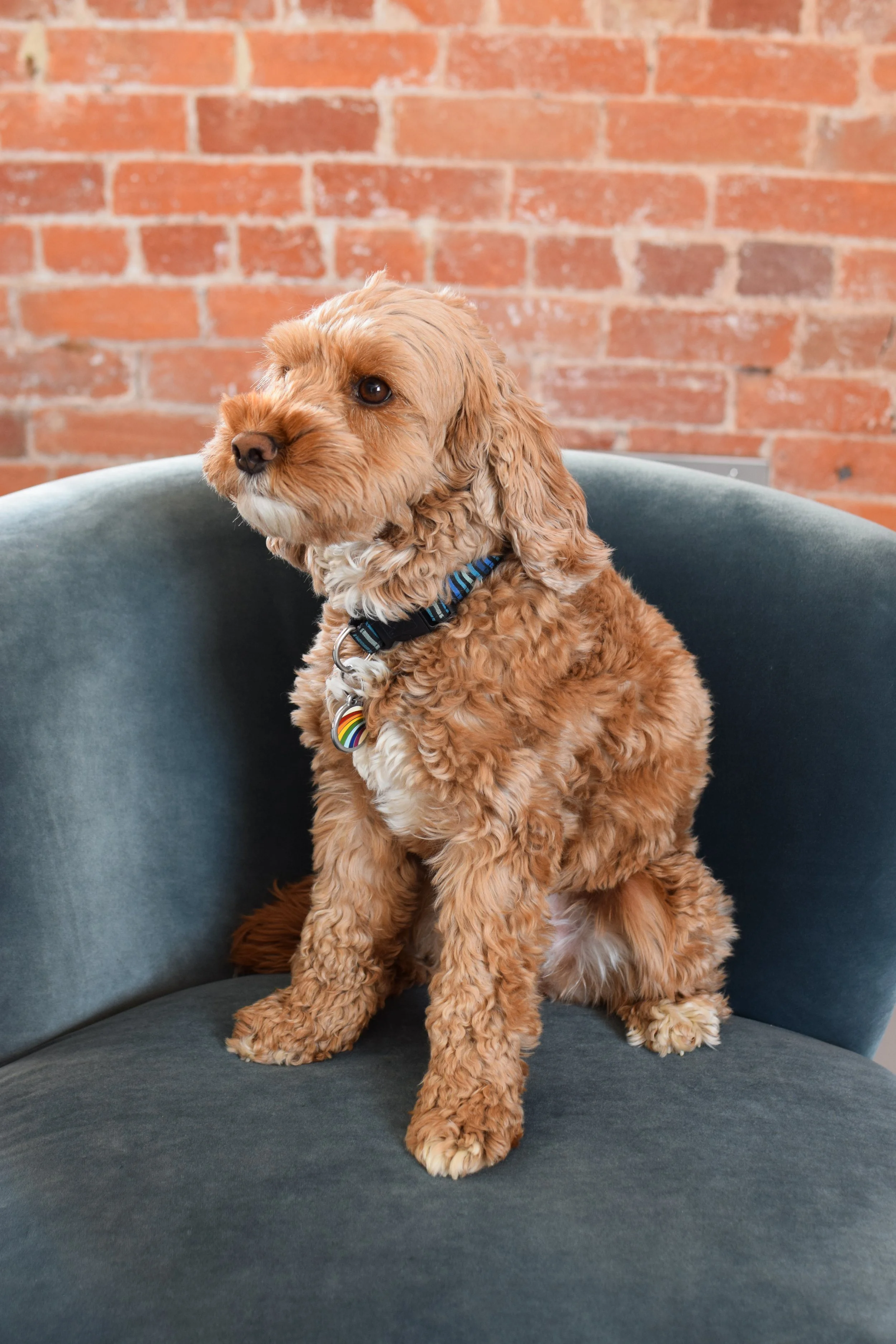 Tatty, the Cockerpoo, visiting the FROM YOU TO ME studio at the Glove Factory