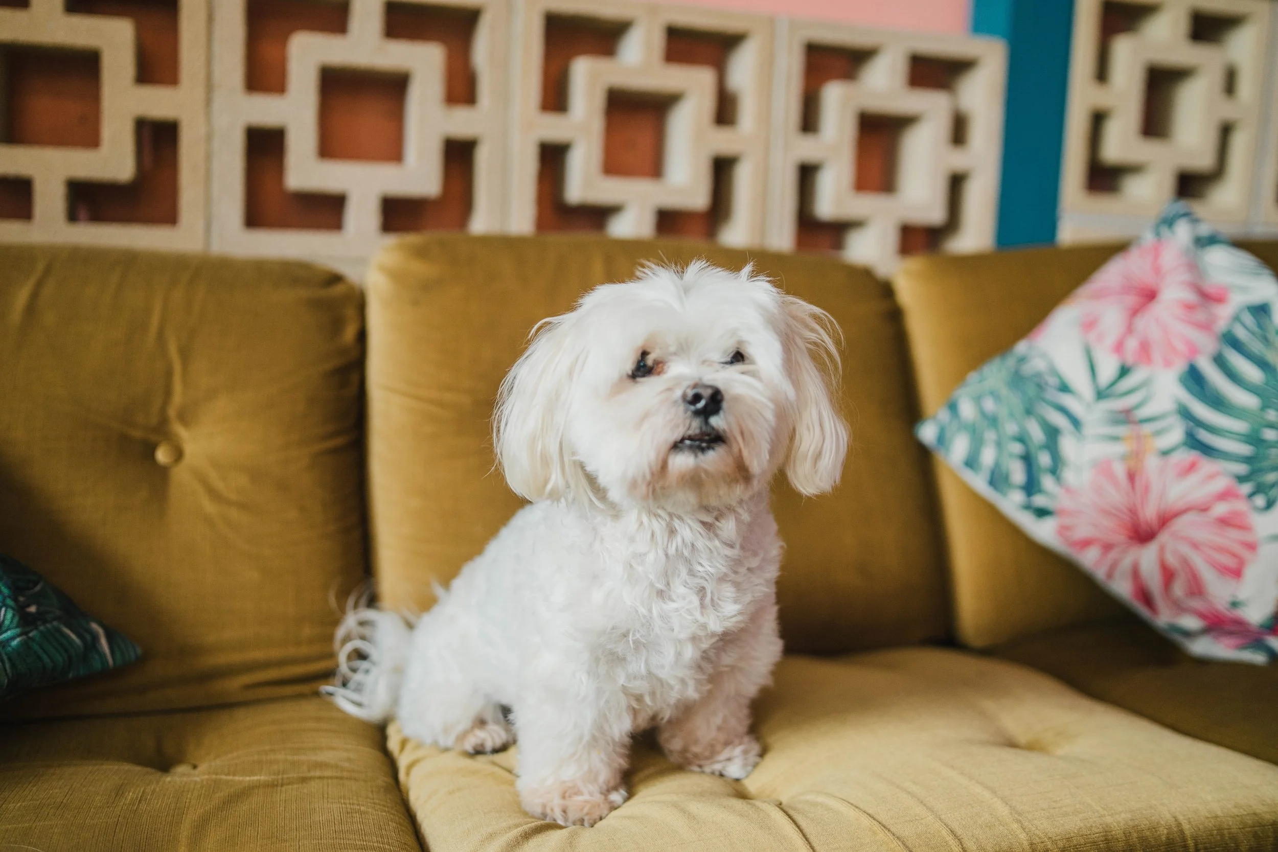 Milo the Maltese Terrier at PR Dispatch