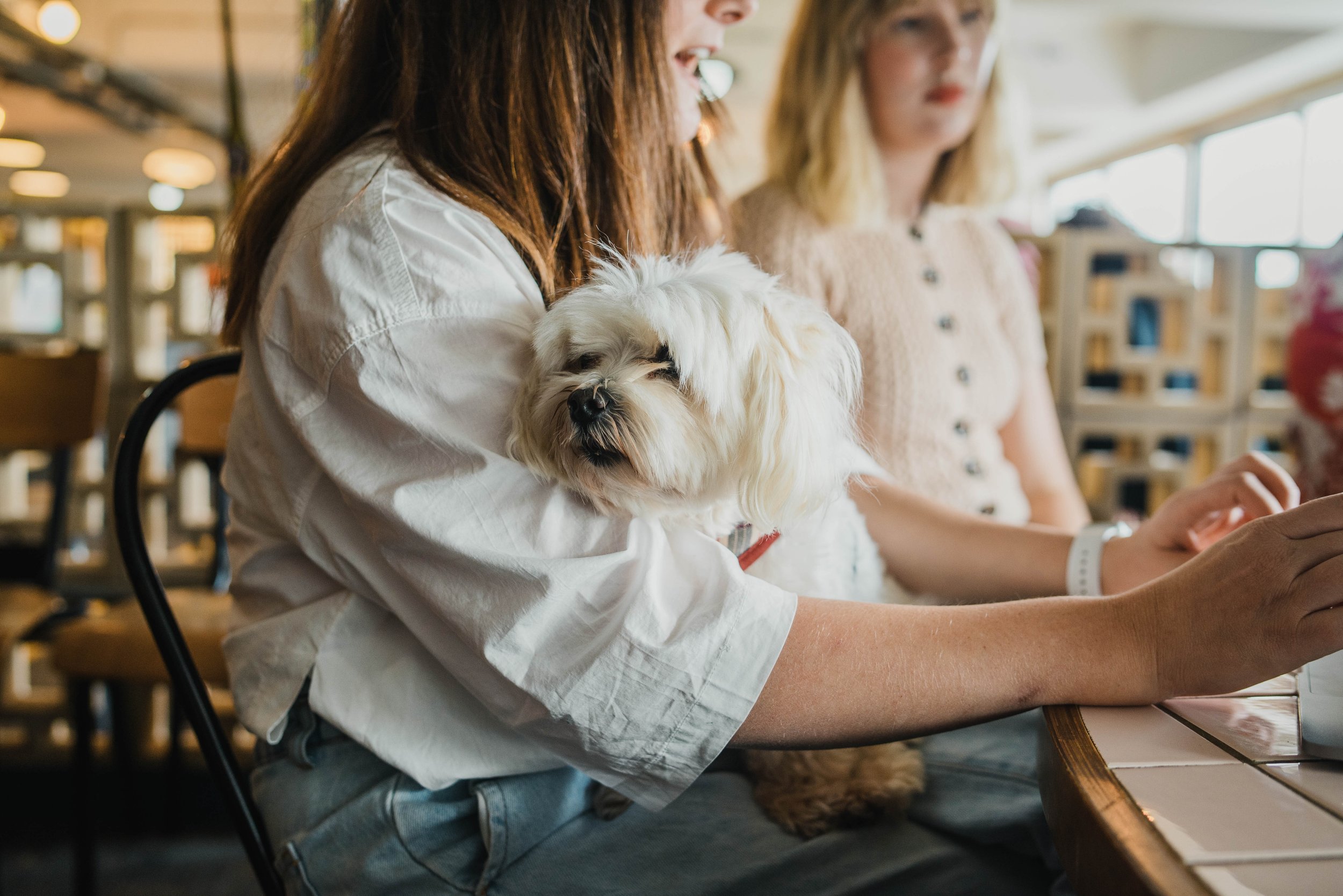 The dogs of the PR Dispatch community