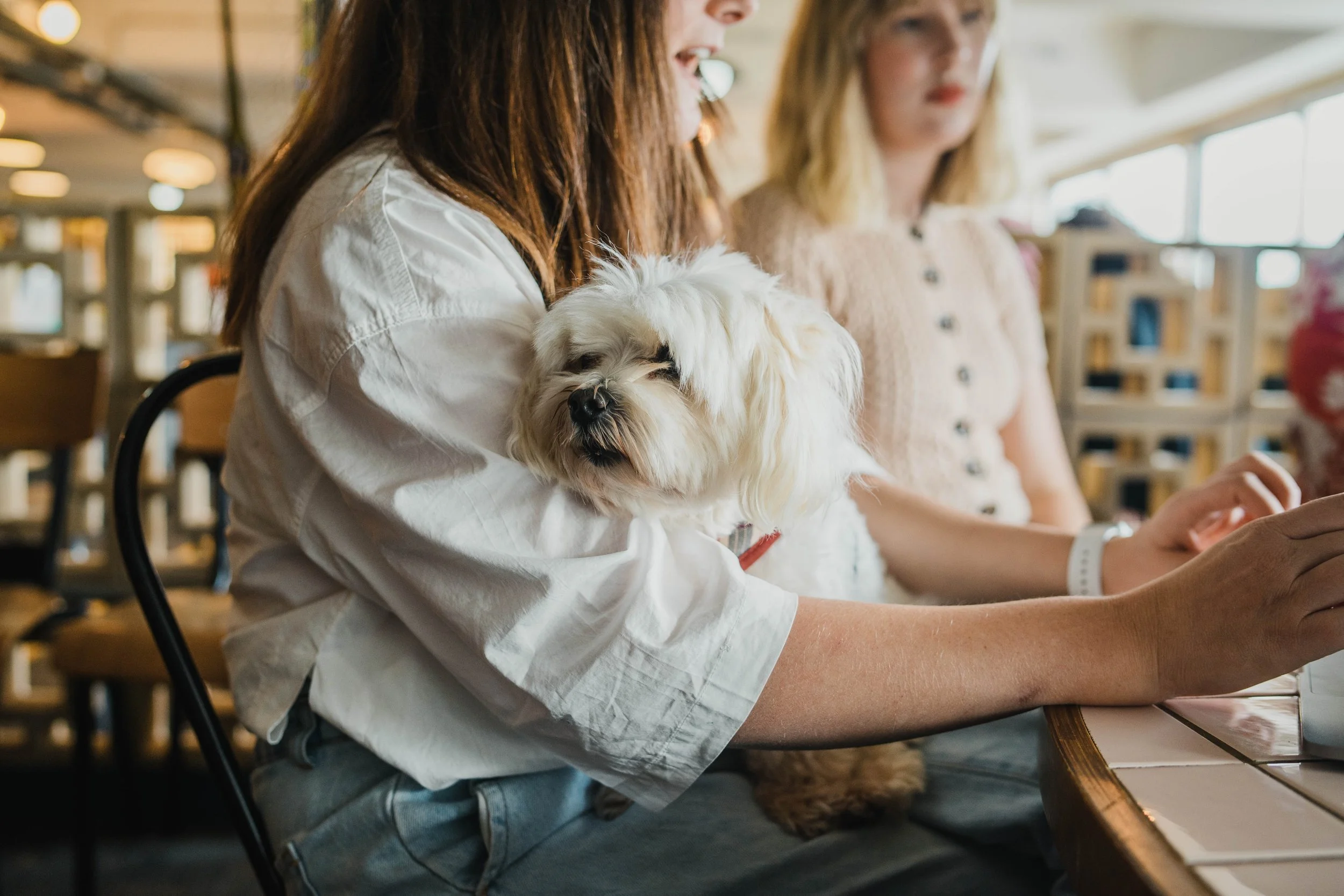 Milo, the Maltese Terrier and original PR Dispatch office mascot, in the London office