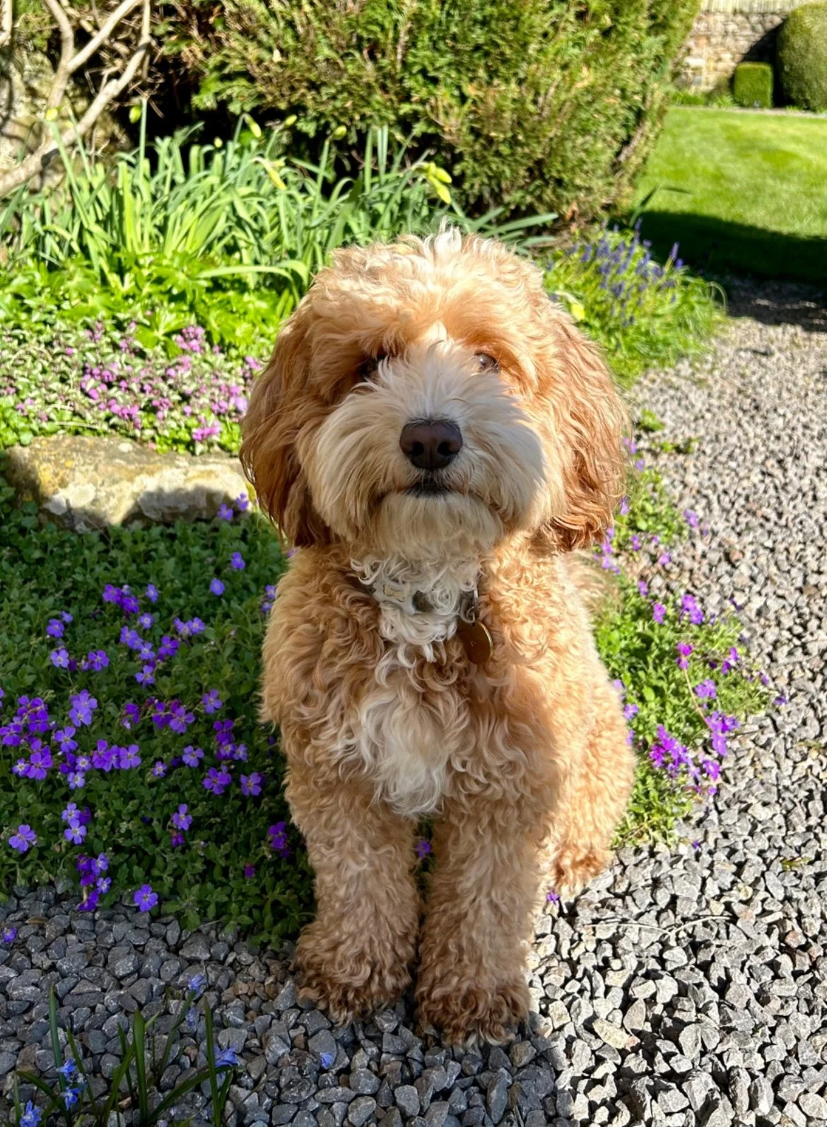 Nancy the Cockapoo resting after her morning walk