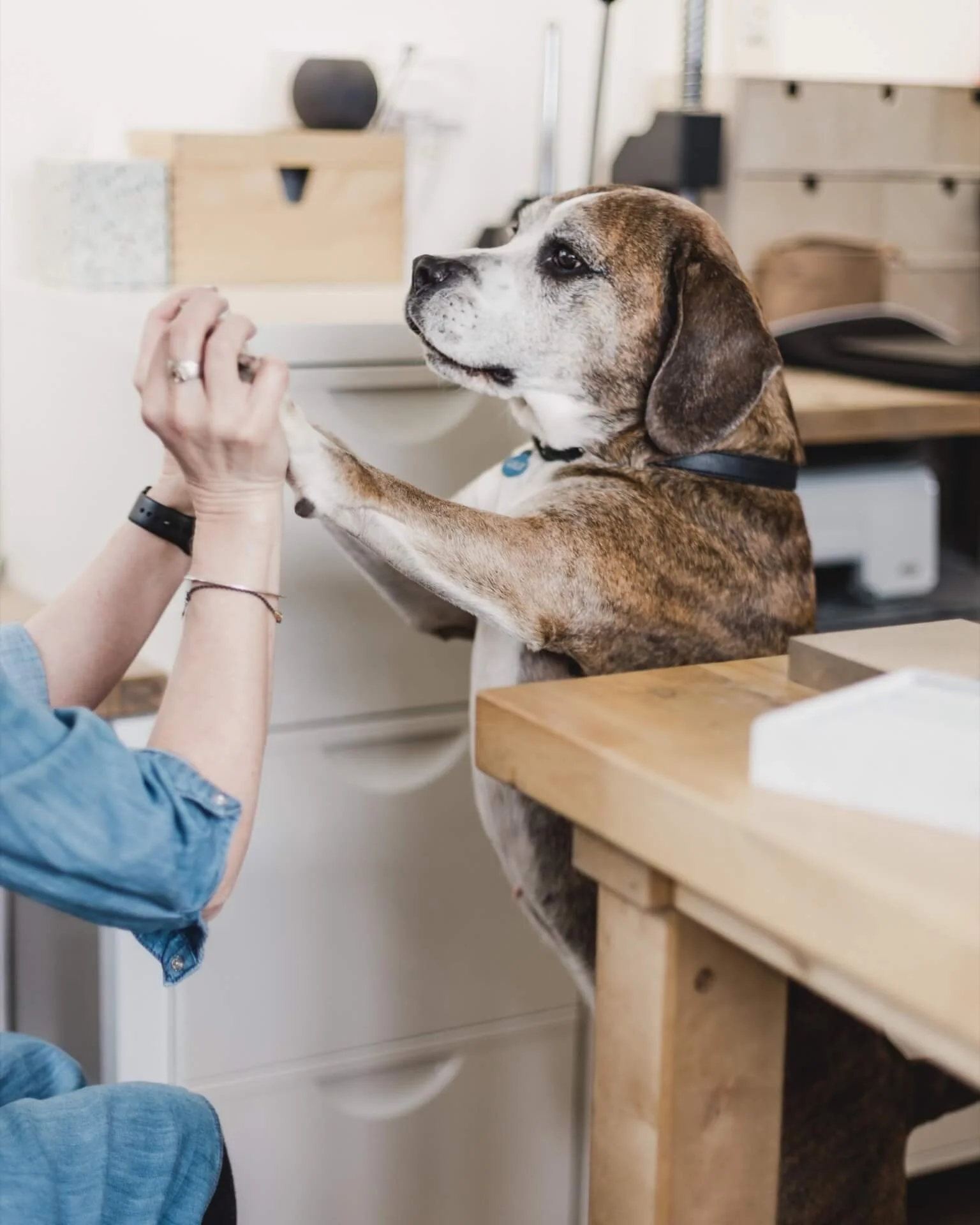 Hector the Beagle/Boxer cross on "sausage surveillance" duty at Jacks Turner