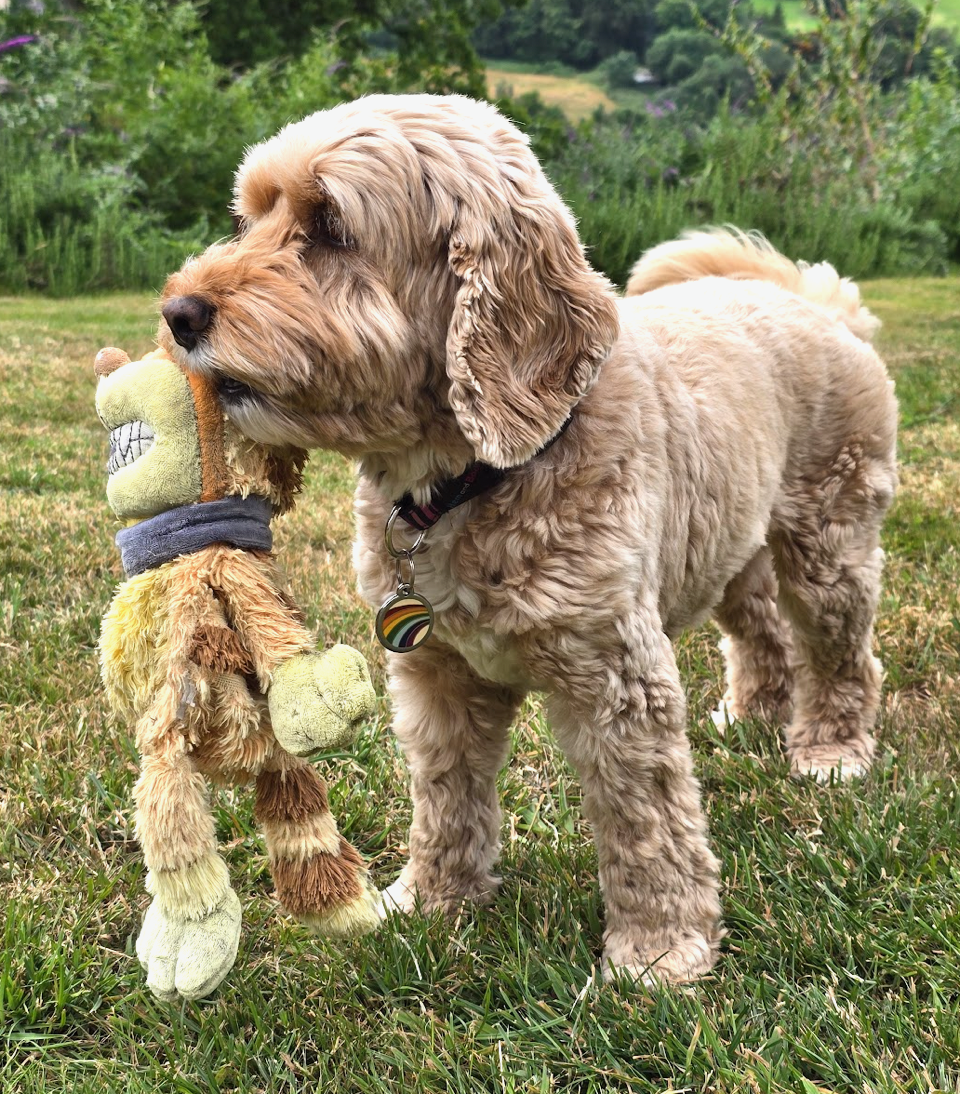 Tatty the Cockerpoo, FROM YOU TO ME's calm and placid office visitor