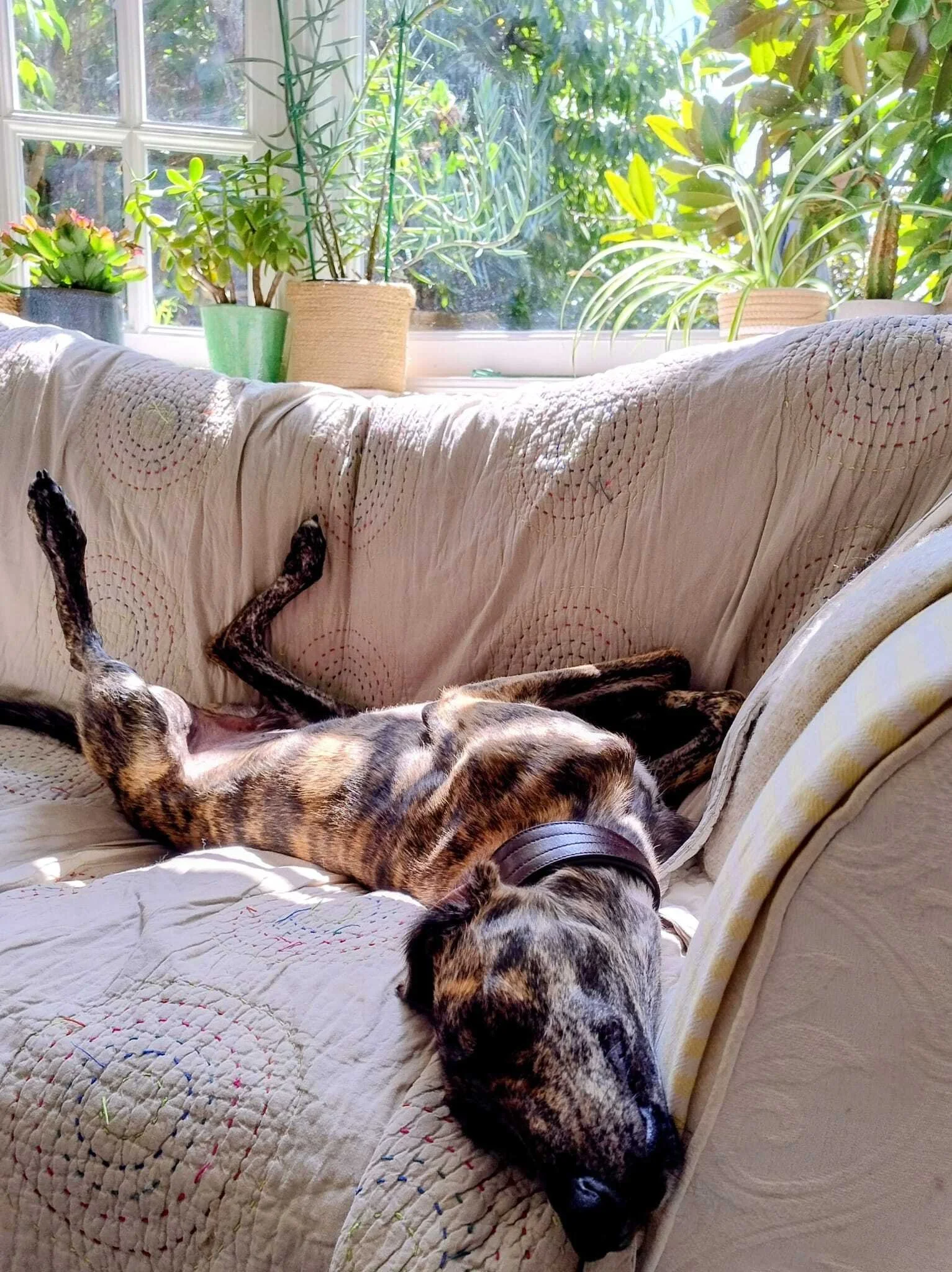 Fox, the Lurcher, mid eight-hour nap