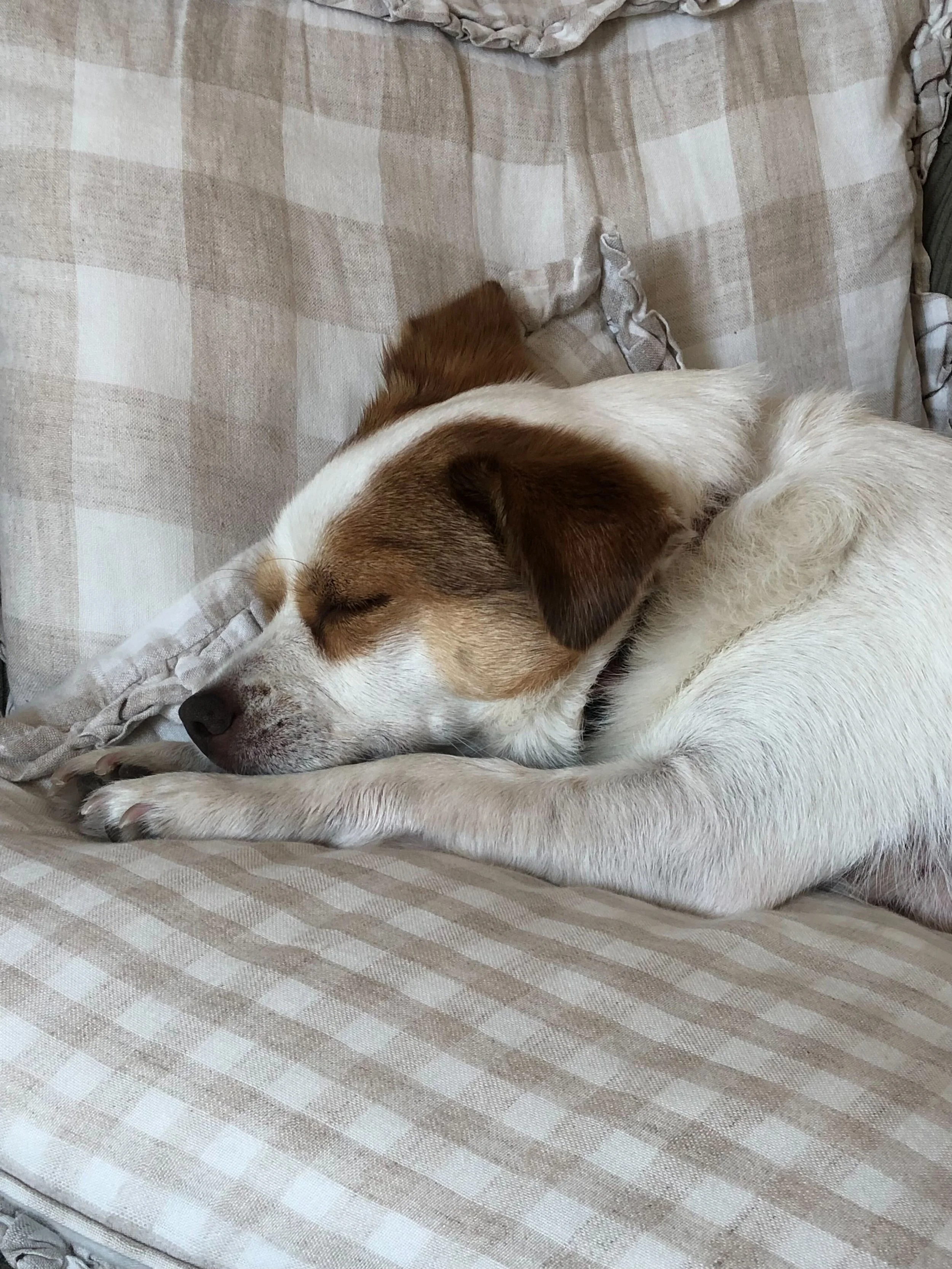 Dottie, the rescue dog from North Macedonia