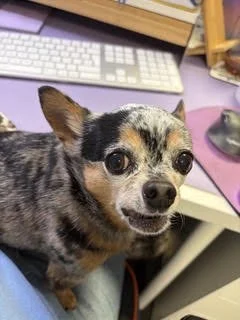 Freckle, the rescue Chihuahua, office dog at Oops a Daisy