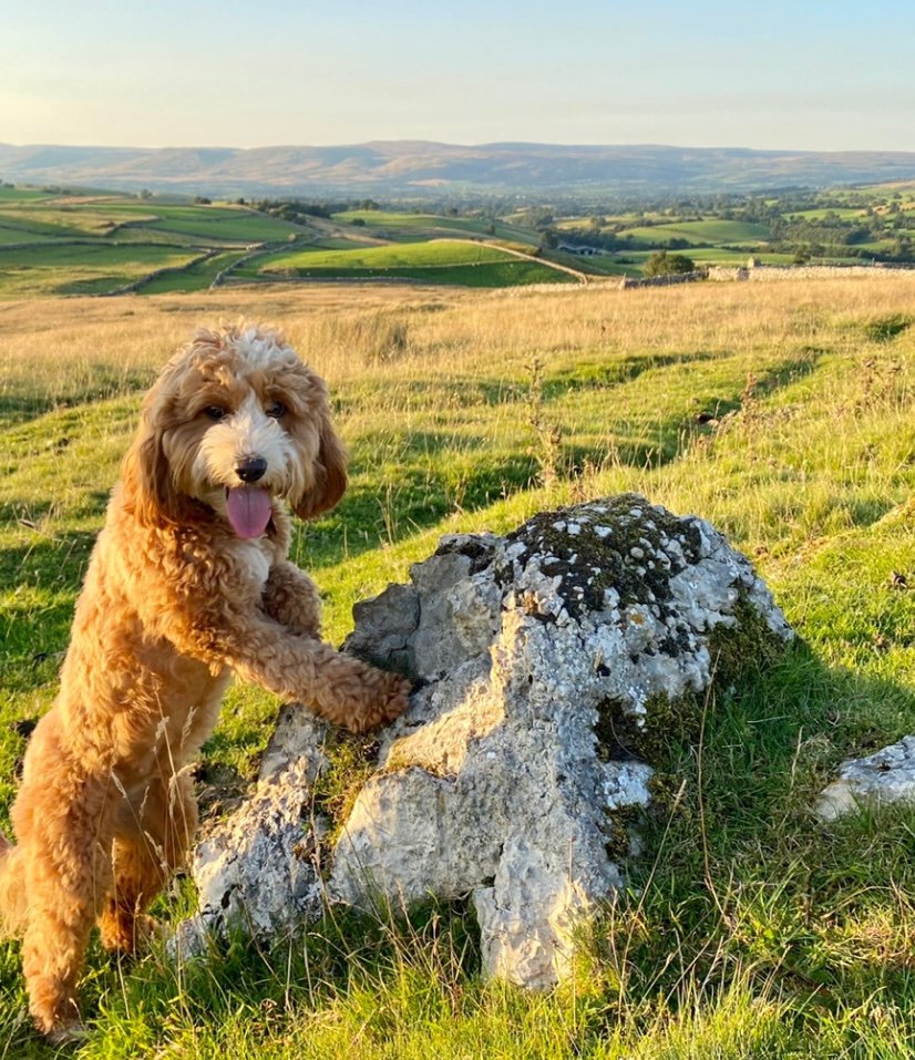 Nancy, the Cockapoo, checking in on the sheep in the Cumbrian countryside