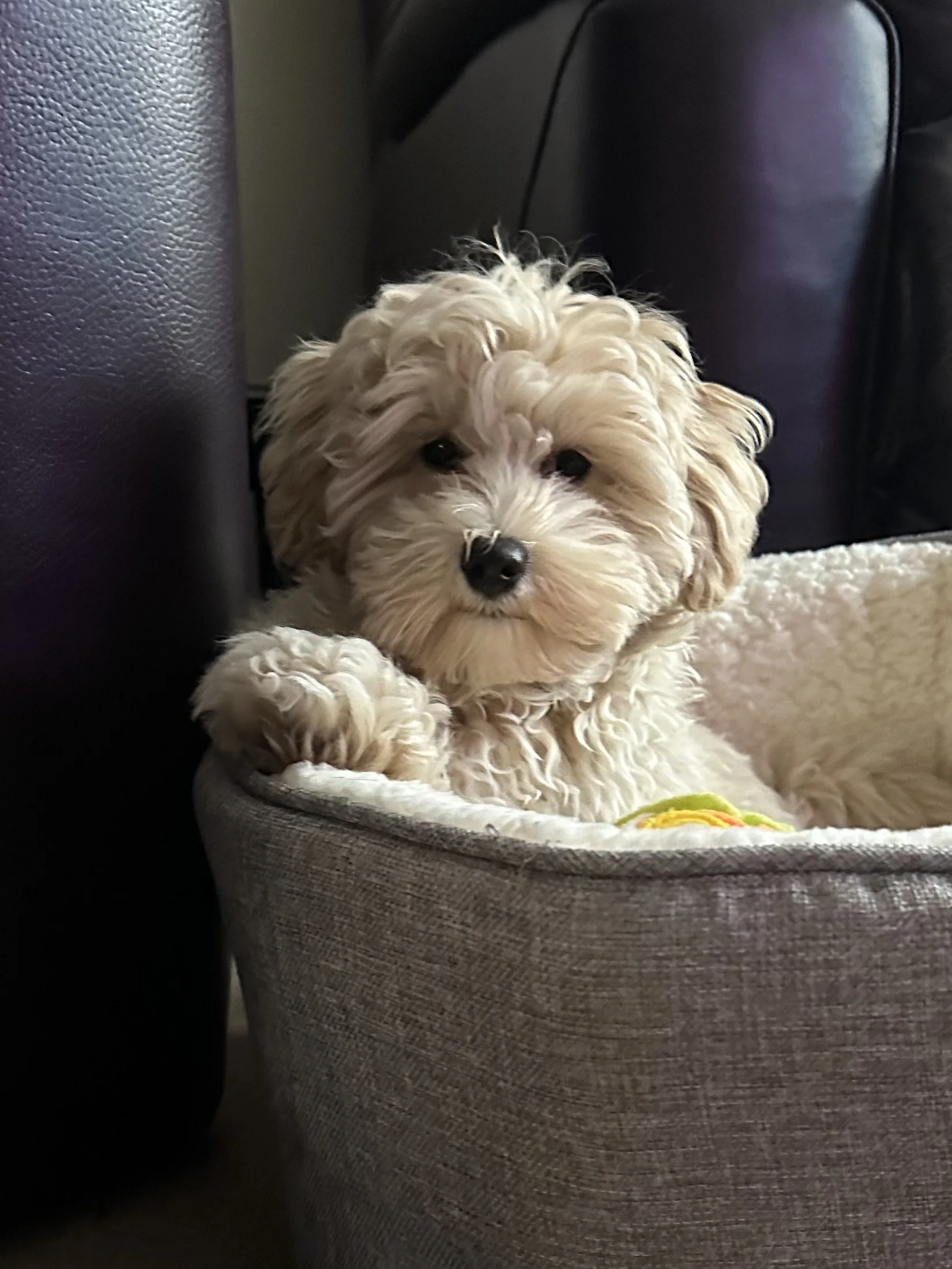 Rococo the Maltipoo puppy in the Embellished Truth studio