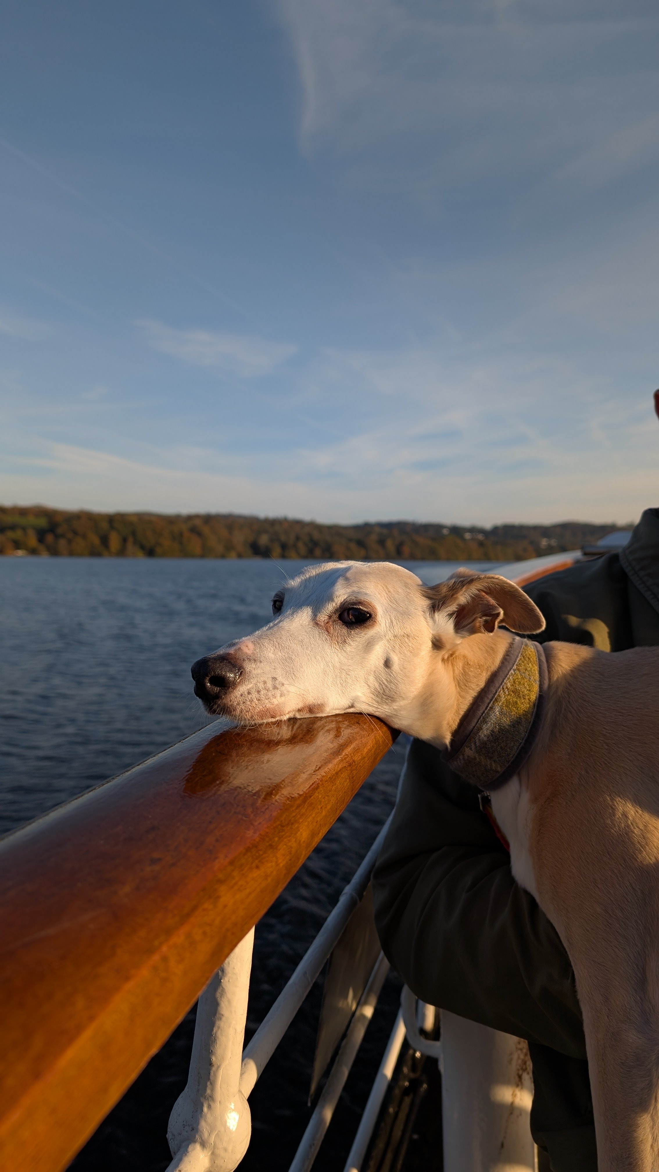 Cider the whippet wrapped in her blanket at The Moonlit Press