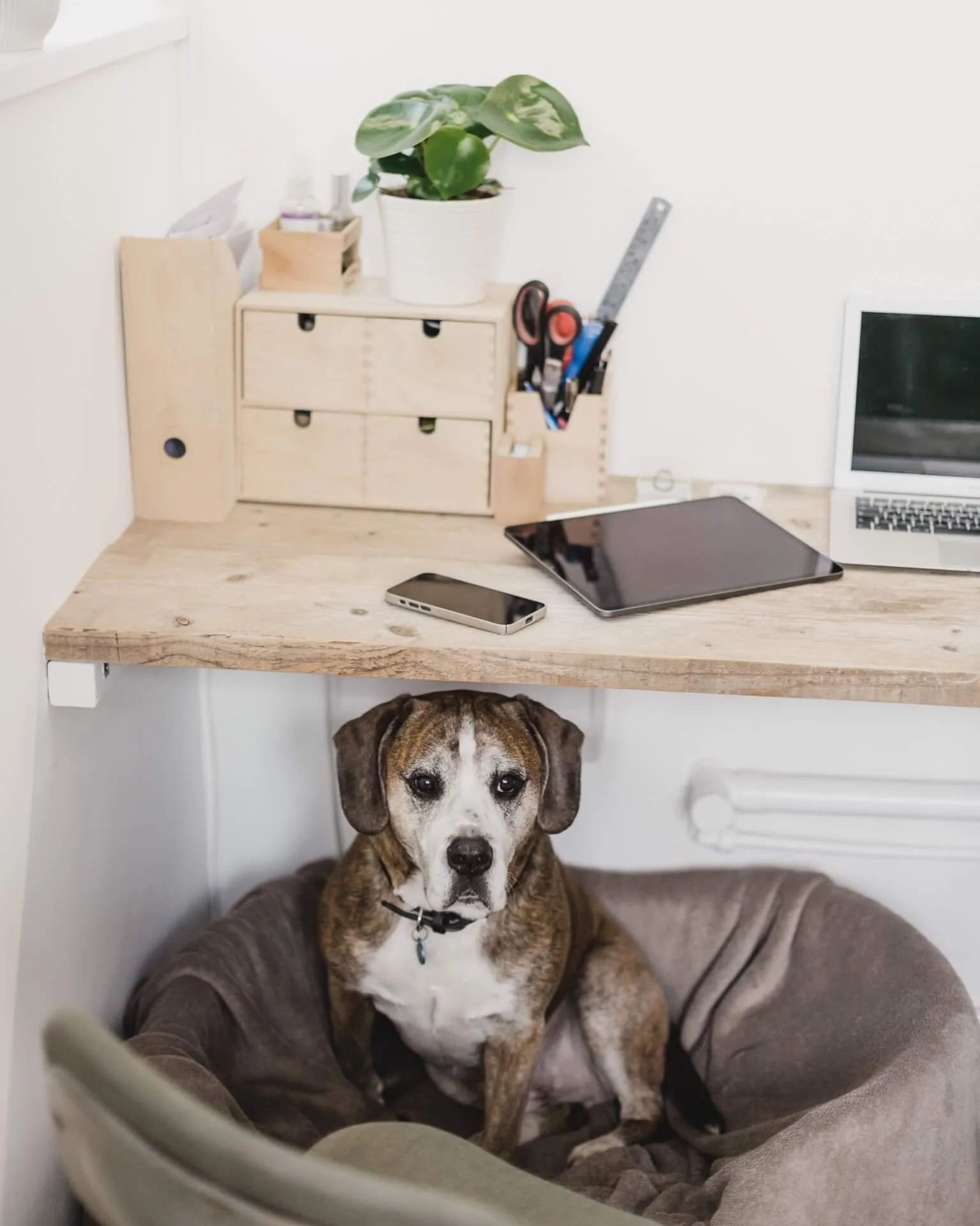 Hector, the Beagle/Boxer cross, asleep under the desk at Jacks Turner's Bristol jewellery studio