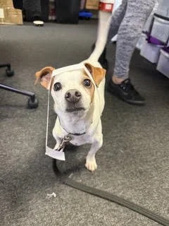 Bruce, the Jack Russell Terrier cross, office dog at Oops a Daisy
