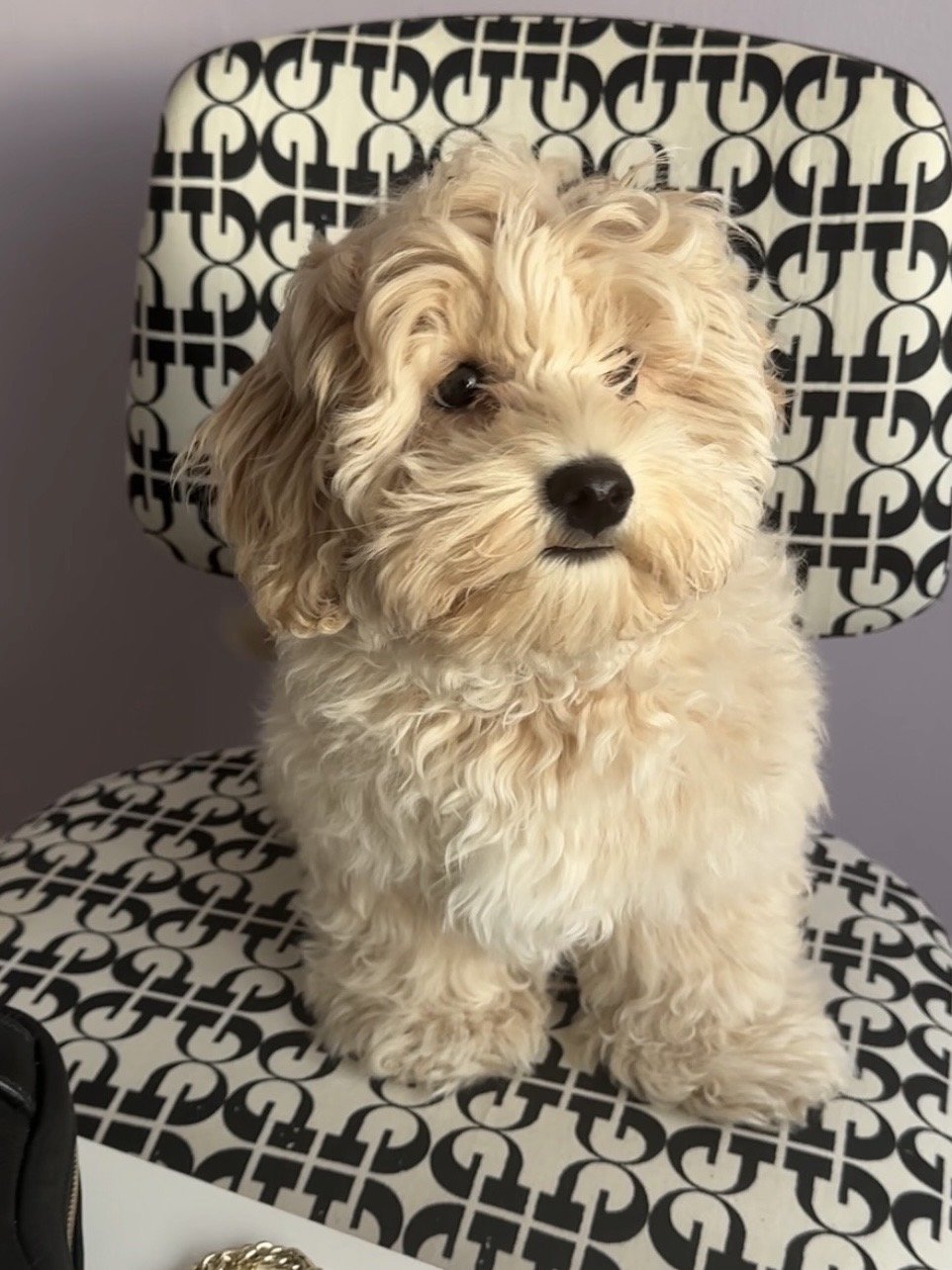 photo 1	Rococo (Rocco), the Maltipoo puppy, at Embellished Truth