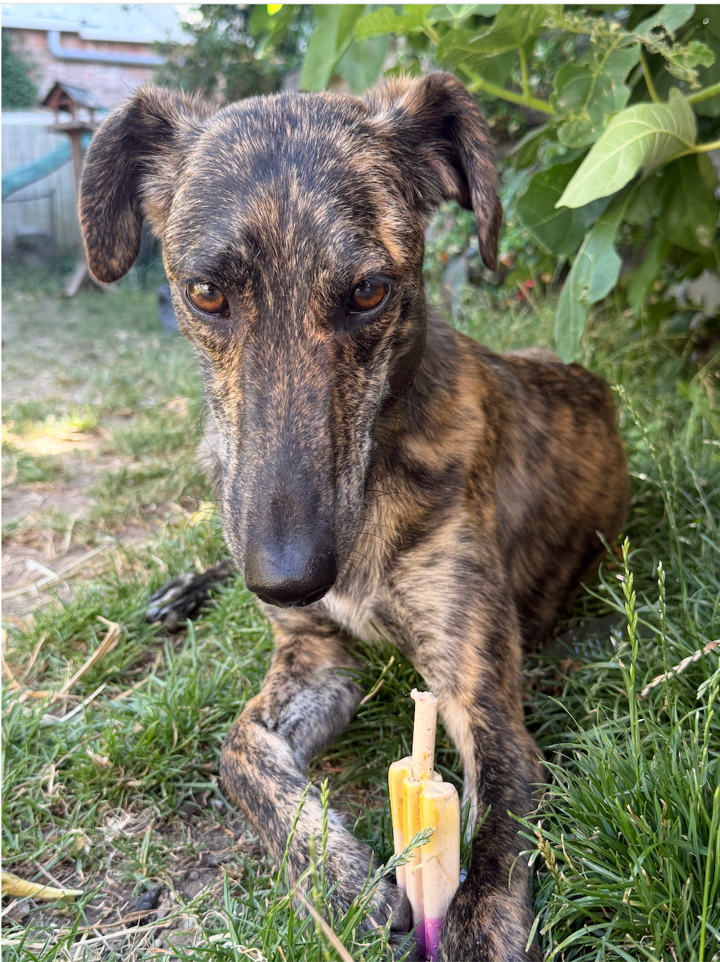 Fox the Lurcher settled in as part of the PR Dispatch and Fearless Flamingo family