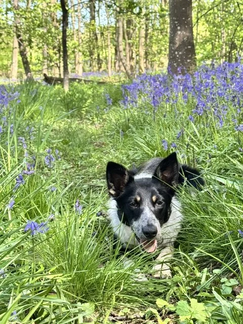 Nellie the rescue dog settling into life at Raven Botanicals