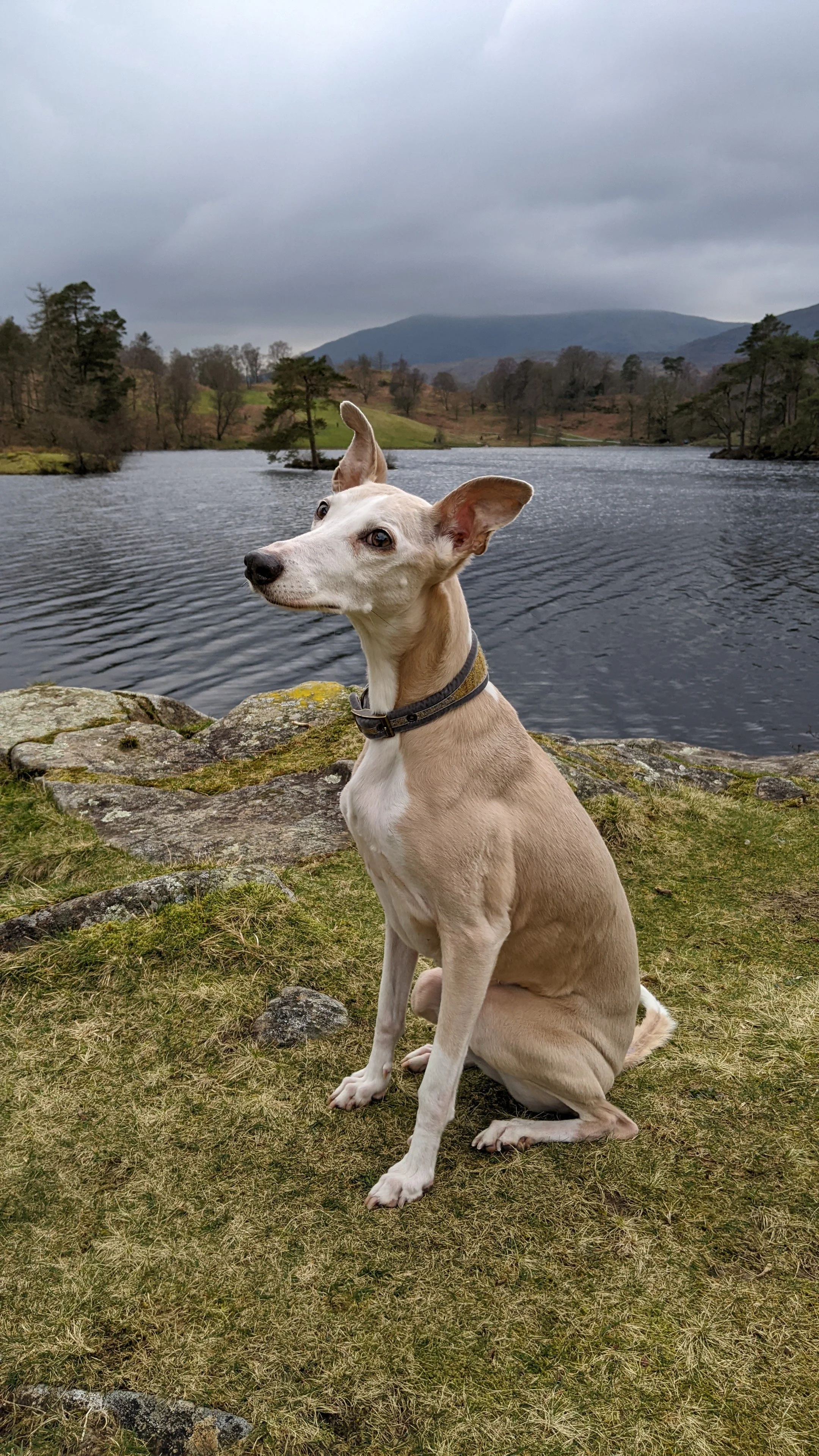 Cider, the senior whippet, at The Moonlit Press