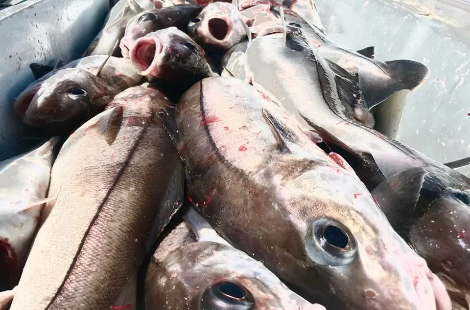 Spring Gulf of Maine Haddock Fishing — Mouths of the Merrimack