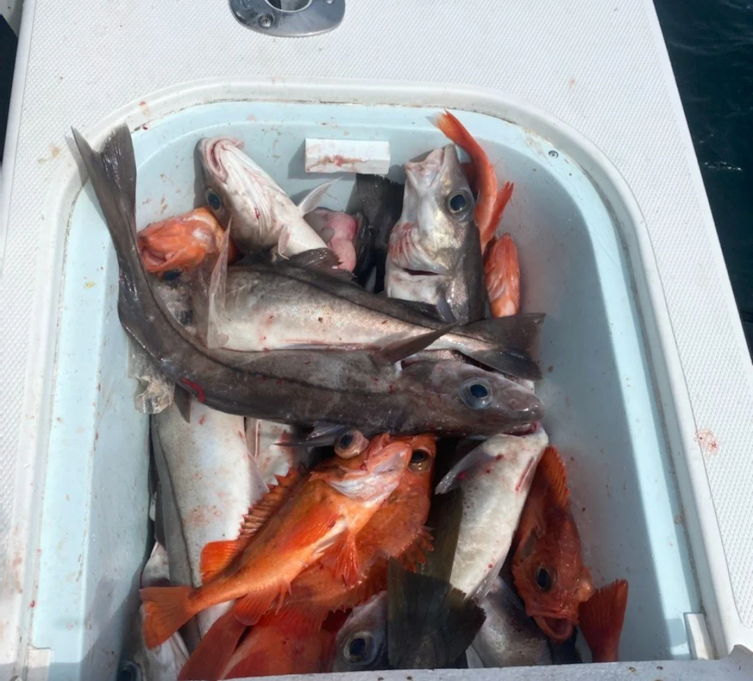 Haddock Fishing 2022 Report — Mouths of the Merrimack