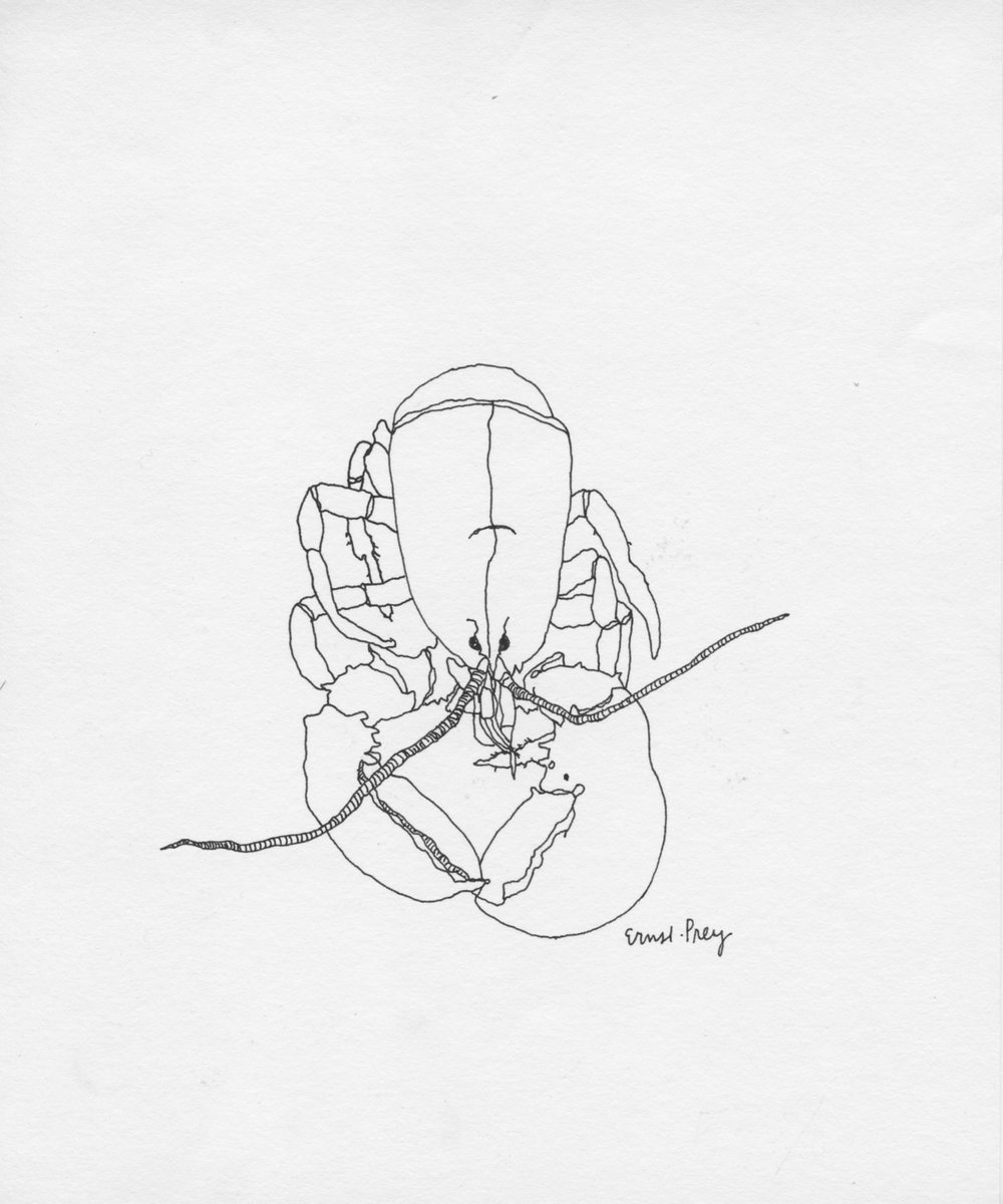 A.I.05443_Lobster_Ink on paper_8.5x7 (1).jpeg