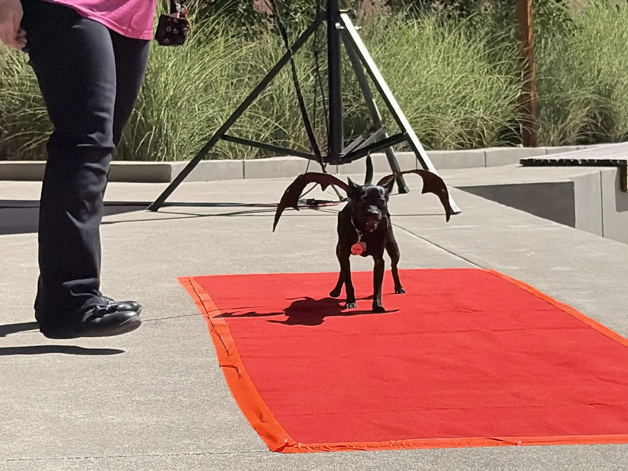 3rd Place: 
Beverly Lenius, Koffee the Bat