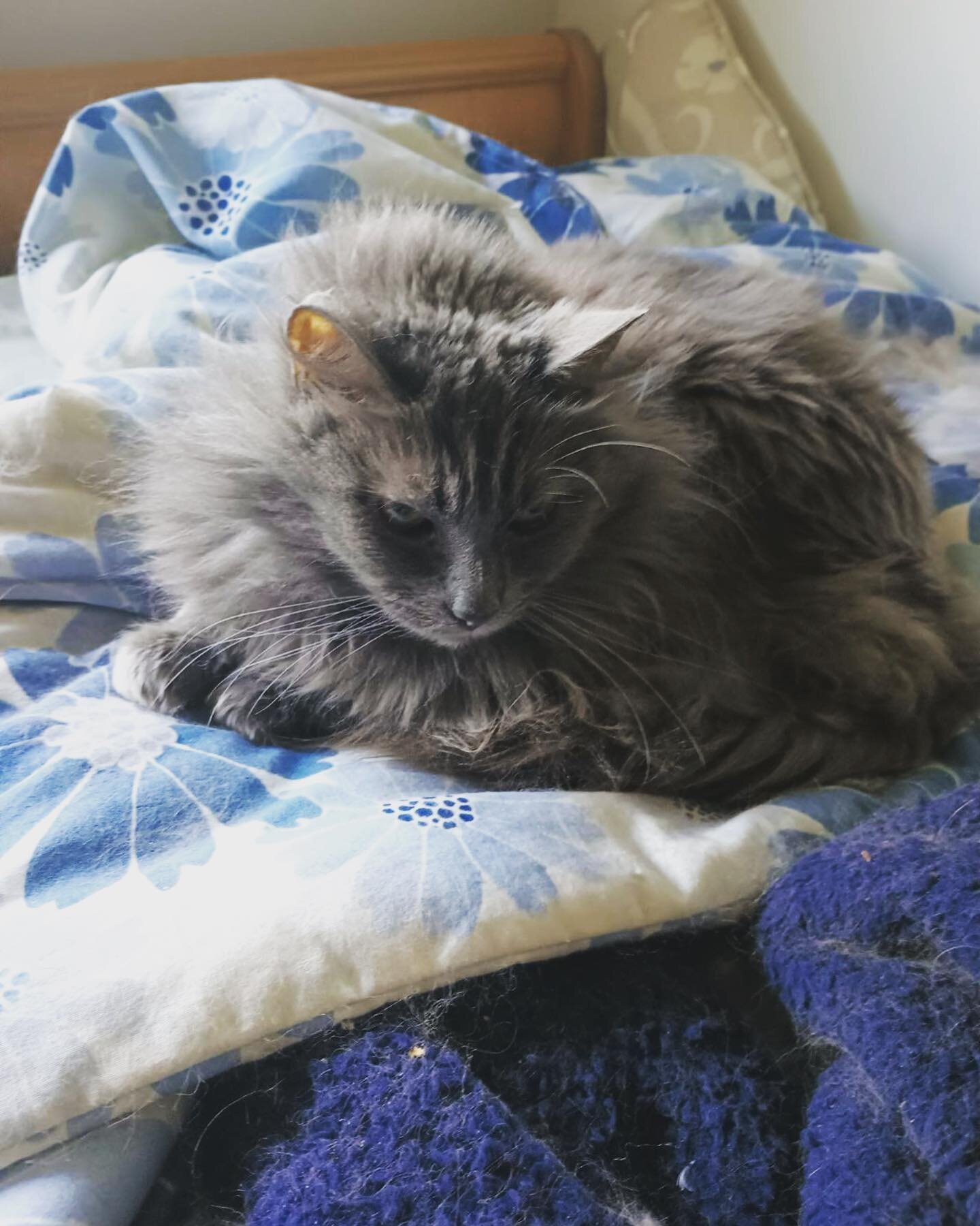 Meet 15-year-old Maxwell (grey) and 12-year-old Toni (orange) whose human recently died. These two beautiful long-haired cats had no place to go until a loving foster took them in. They are very healthy for their age and are fixed and up to date on s