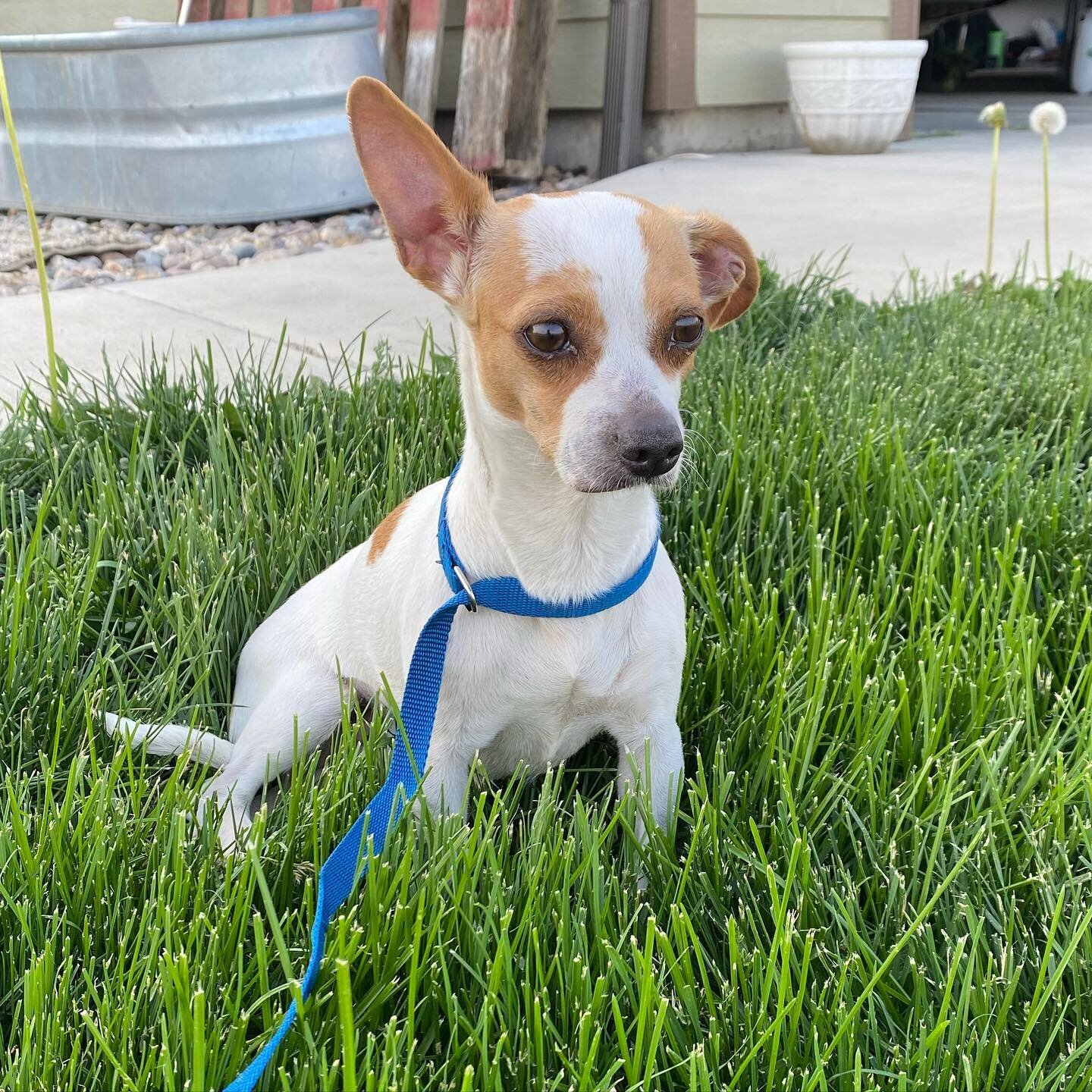 Meet Poppy! This 7-year-old chihuahua mix came to us from the Yakima shelter after being hit by a car and suffering from a torn CCL. We will take her to our friends at Tieton Drive Animal Clinic to assess her options and get her on the road to recove
