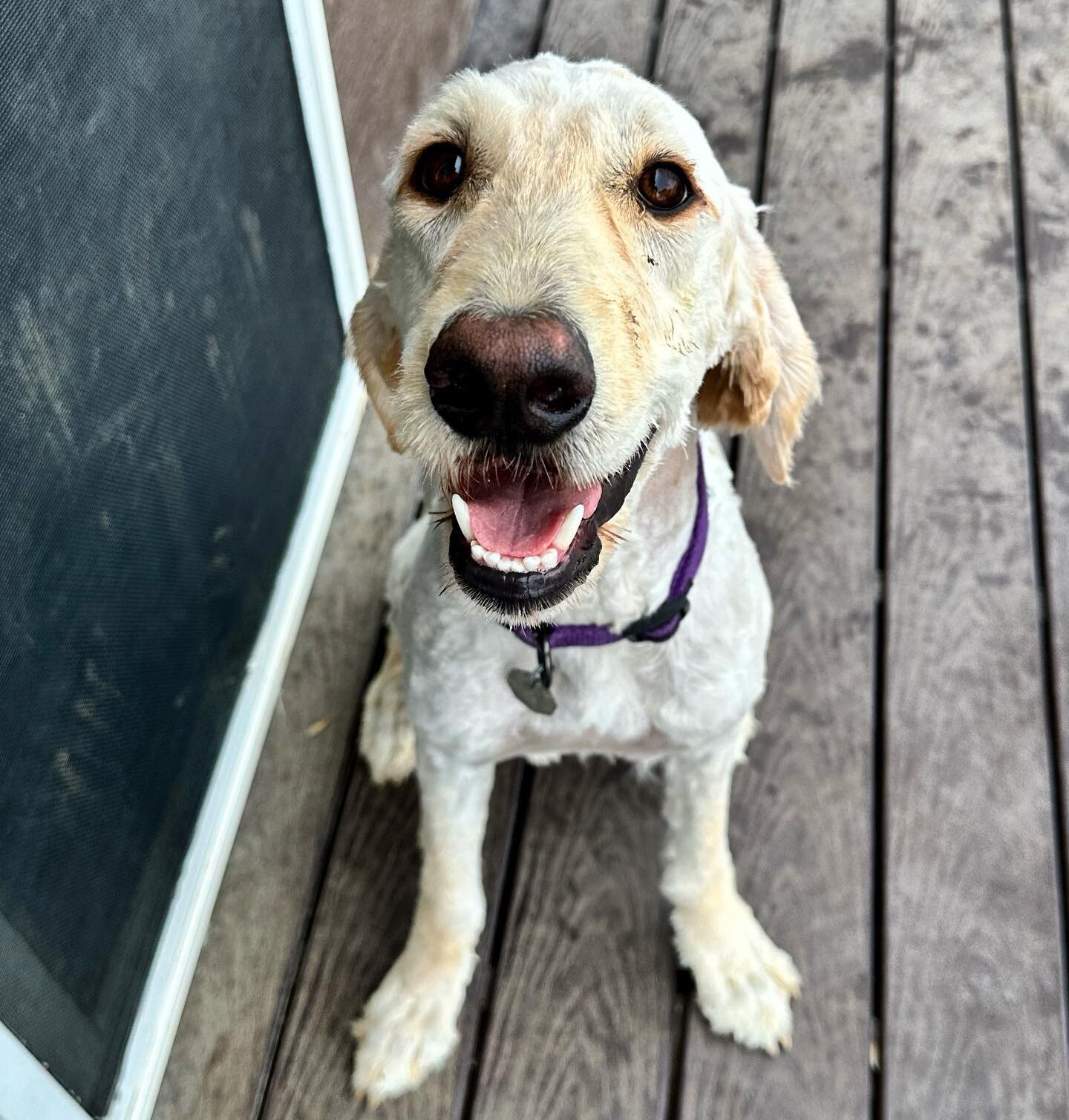 COURTESY POST: We are helping to find a good home for Quinn, a 1-year old Golden Doodle. She&rsquo;s crate train and house trained and good with dogs and cats. Email marla@josiesmisfitranch for more information! #goldendoodle #lookingforanewhome