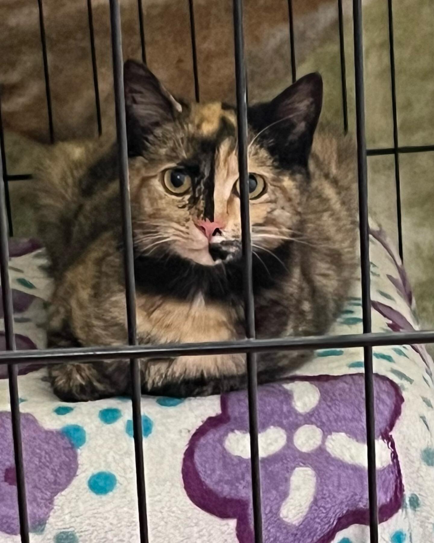 This sweet girl came to us yesterday after she was found by new home owners abandoned and pregnant. She will have a sage and warm place to have her kittens and we will work to find them all amazing homes. Please help us help them by donating at www.j