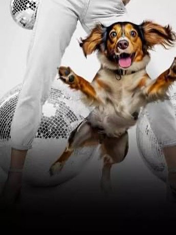 Tomorrow is Dachshunds &amp; Friends On Parade and even if you don&rsquo;t have a dog of your own it&rsquo;s going to be a lot of fun to watch. Not only will there be dogs in costume, showing off their tricks and racing for glory, but we will also ha