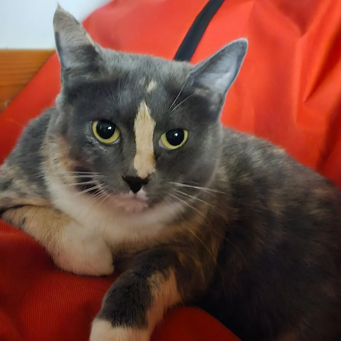 Our pet of the week is the beautiful Mango. She came to us from the shelter with her four kittens. She has been a very good mamma to her kids but now needs a home of her own. While gorgeous and okay with people she knows, she is skittish from her lif