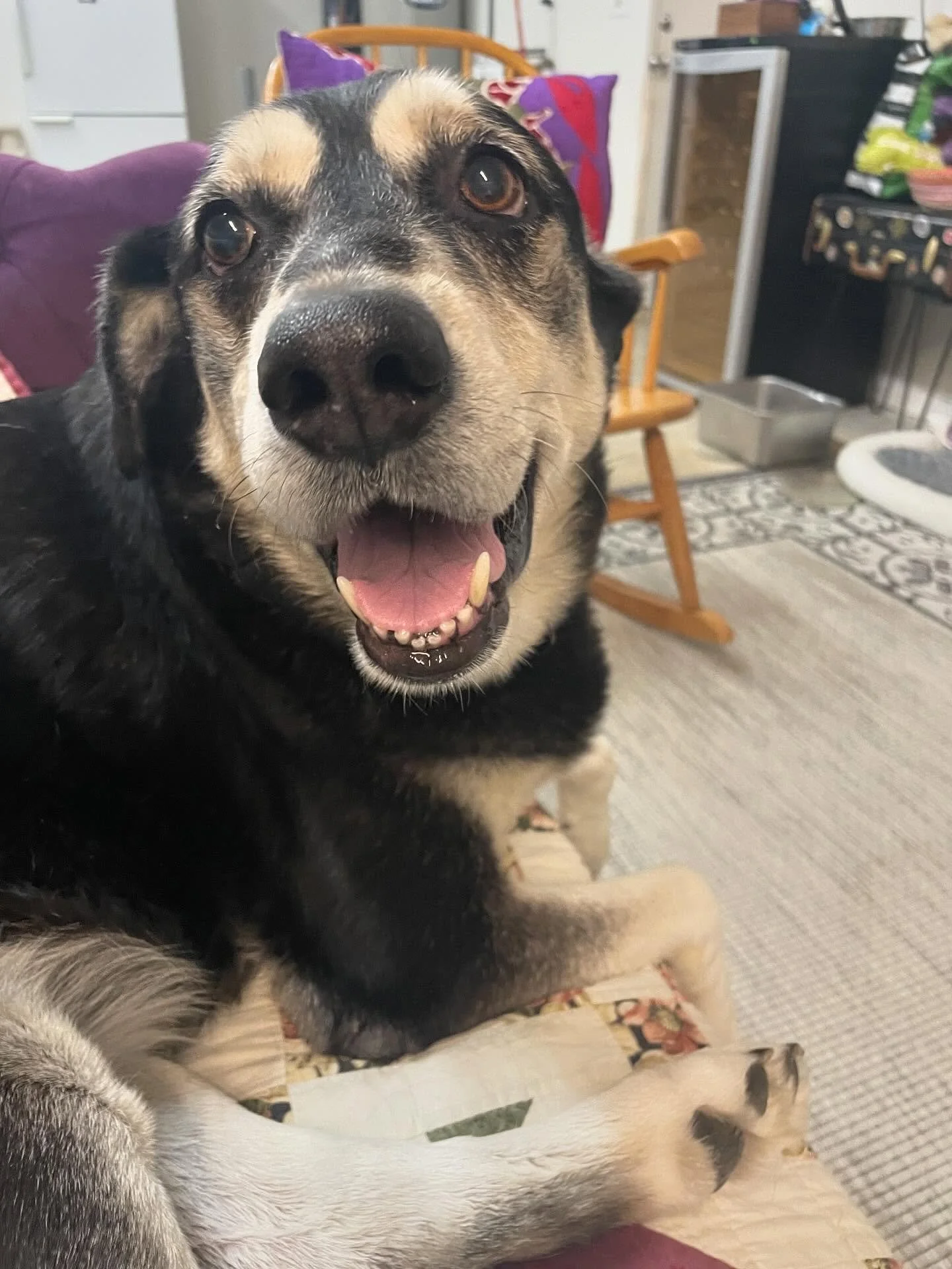 Sweet Max is the happiest boy ever and absolutely loves life. At 10, he&rsquo;s still just a big puppy. But he does have some old man problems. He has a tumor on his back end that needs to be removed and some bad teeth that need to be pulled. He&rsqu