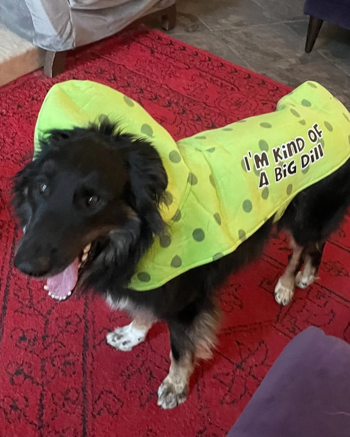 Is your pet kind of a big dill like Loki here? Make sure to enter them into our Pet Costume Contest by THIS FRIDAY. Winners not only get prizes, but they also will be featured in our 2026 calendar. Now that&rsquo;s a REALLY big dill! Enter on our web