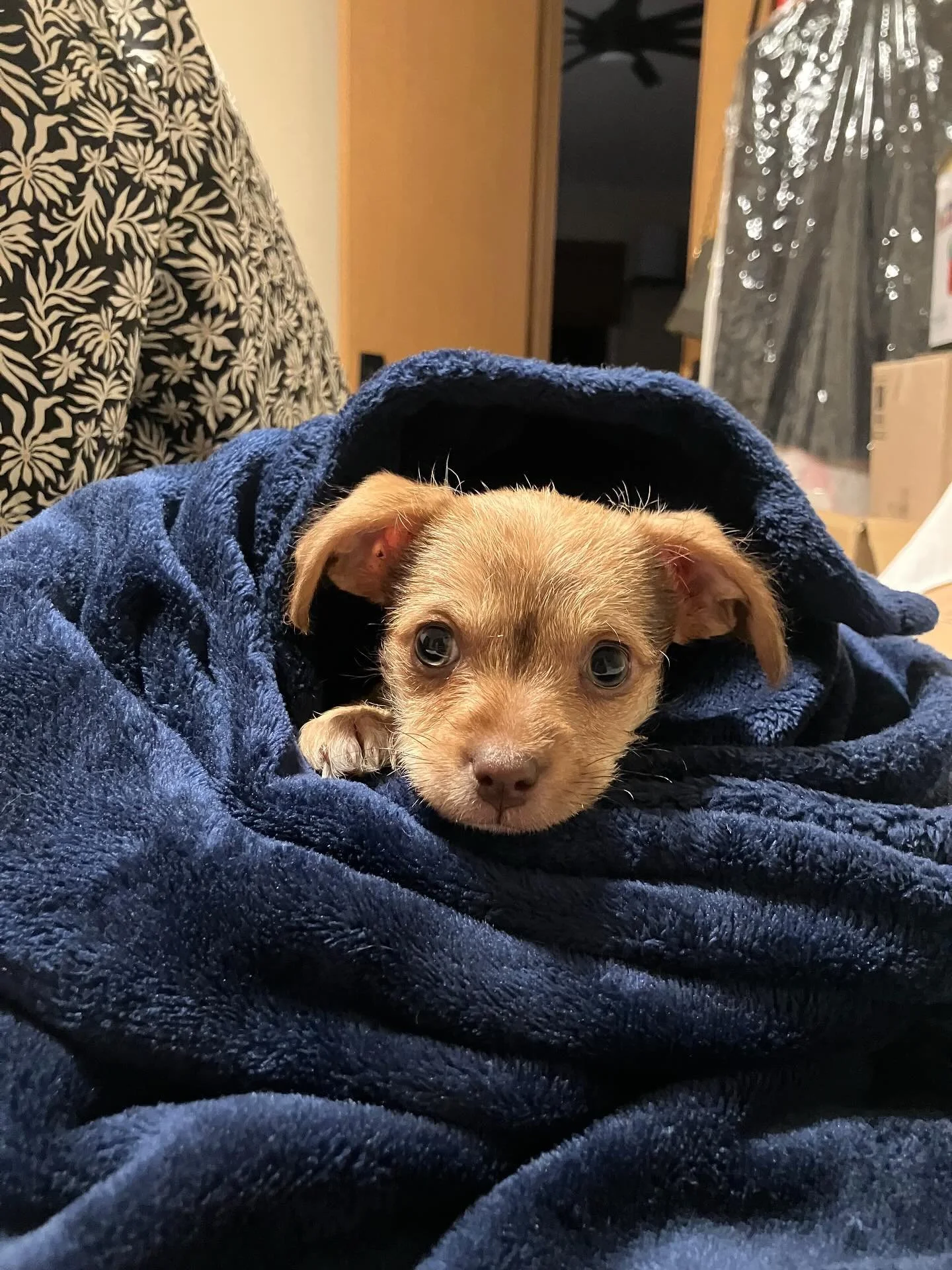 Little Churro, an 8 week old puppy found near Habitat for Humanity, has a heart condition requiring surgery. We have her scheduled for a diagnostic and echocardiogram at WSU Veterinary Teaching Hospital Tuesday. Mt Stuart Animal Hospital has been tak