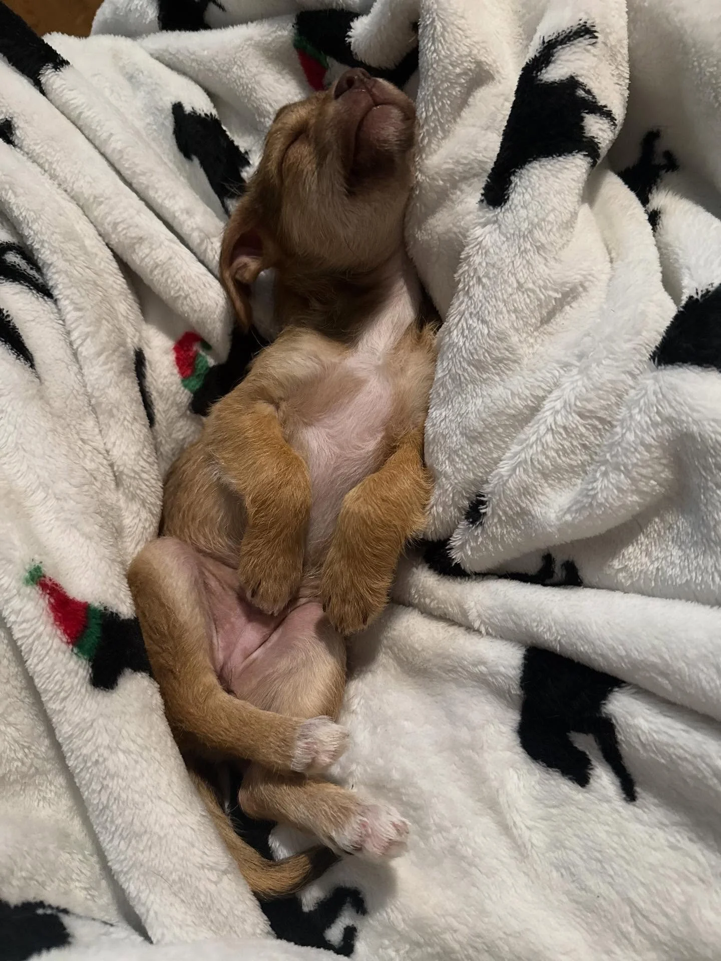 We are still $4000 short of the $8000 needed to pay for life-saving surgery to save 8-week-old Churros life. She was found discarded in a box outside of Habitat for Humanity and brought to Mt Stuart Animal Hospital where she has been cared for until 