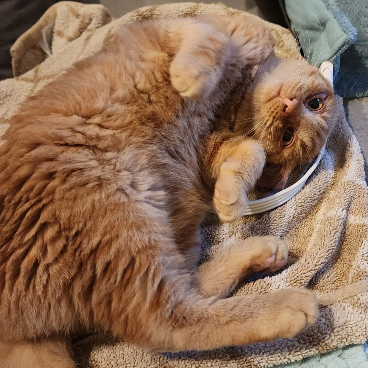 Meet Sweet Potato, or Yam for short! He was brought in with some ferals at our neuter clinic over the weekend and we discovered that no one told him he was feral. While the cats who came with him tried to rip our volunteer&rsquo;s hand off, Yam just 