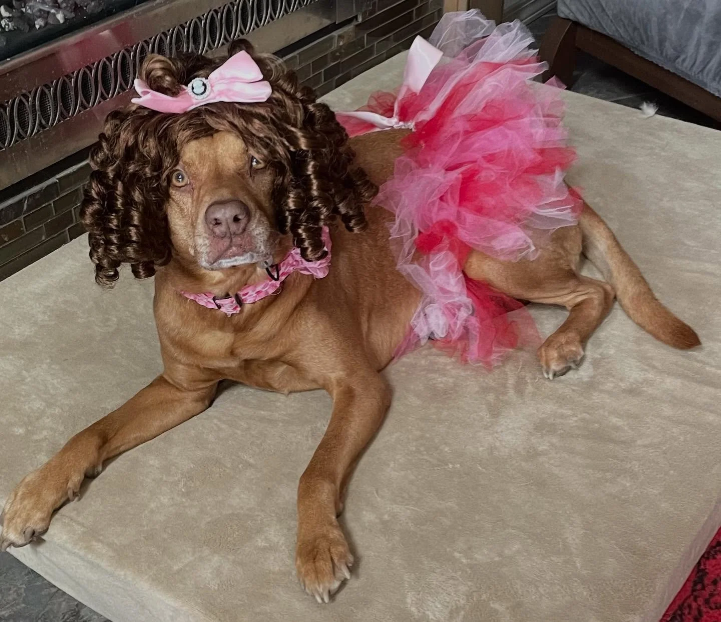 Today is National Dress Up Your Pet Day! To inspire you, our Queen and CEO Josie has put together some of her favorite fashionista looks from over the years. What&rsquo;s your favorite? Please share photos of your pet all dressed up in the comments o