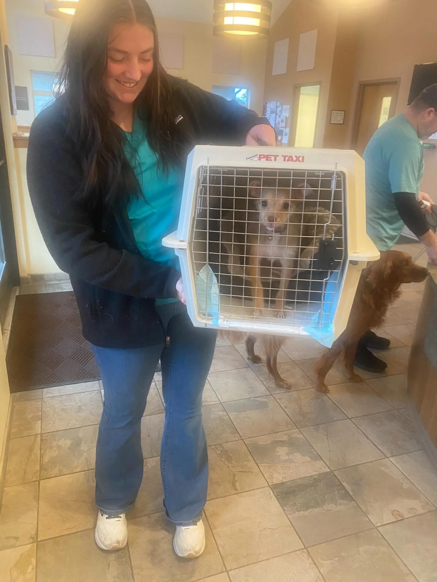 Little Churro is taking what we hope will be her last trip to WSU Teaching Veterinary Hospital today. Churro was found abandoned as a puppy in a box and diagnosed with a heart condition. She was so small we had to wait a few months before we could sc