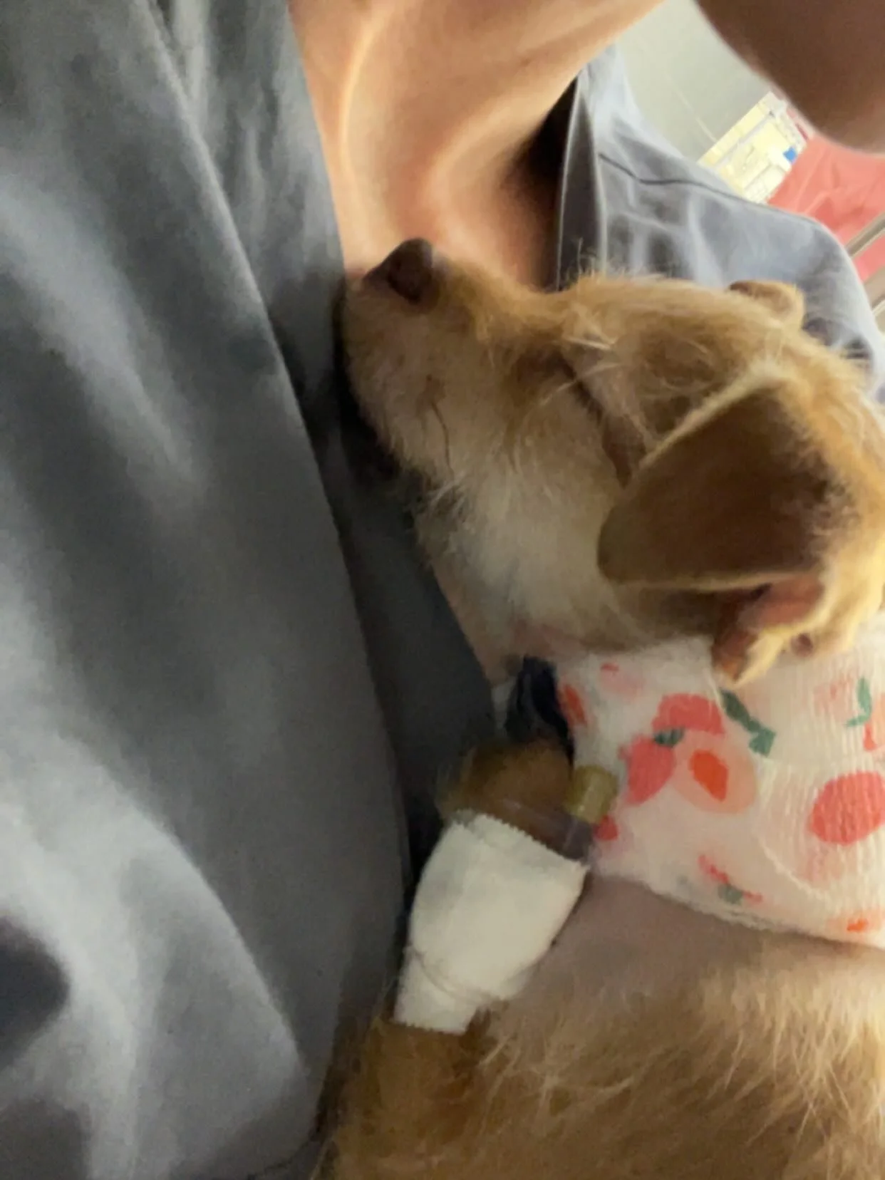 Update on Churro&rsquo;s surgery today from her surgeon and adopter &hellip; 

&ldquo;Things went well!! A little bit of lengthened anesthesia time just due to figuring out how to best perform the procedure with equipment that worked with her small s