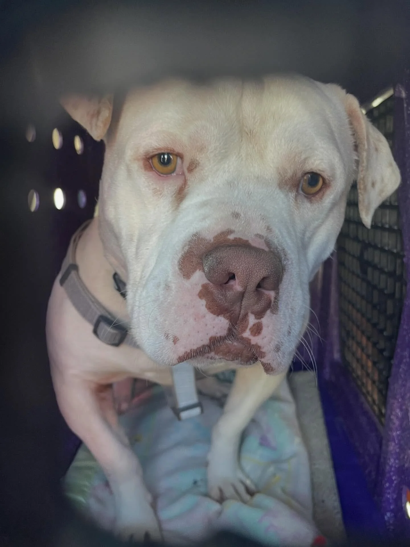 Meet Lugnut. This amazing boy spent his life in an outdoor kennel near Vantage at a &ldquo;breeders&rdquo; where dogs got in fights without anyone intervening (hence the scarring on his neck.) He was used to breed more puppies that were most likely j