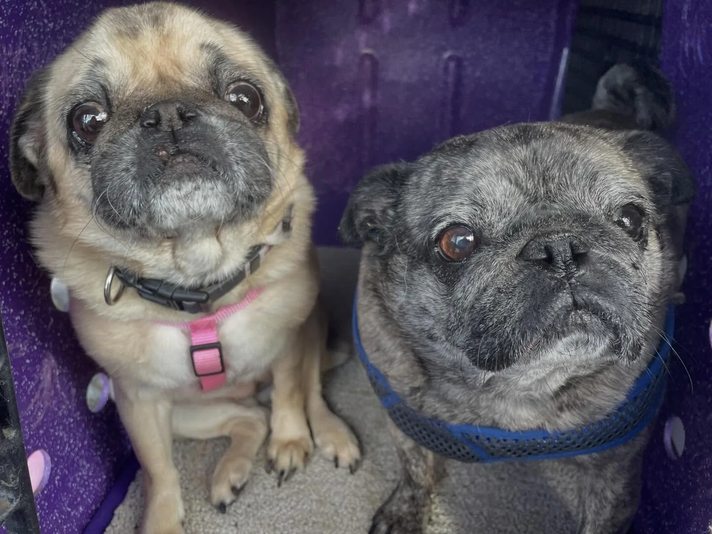 Buggles (11) and Paisley (9) are bonded pug friends who were looking for a new home after their owner brought them to Mt Stuart Animal Hospital wanting to surrender them. Our friends there called us and we put out an SOS for fosters and the community