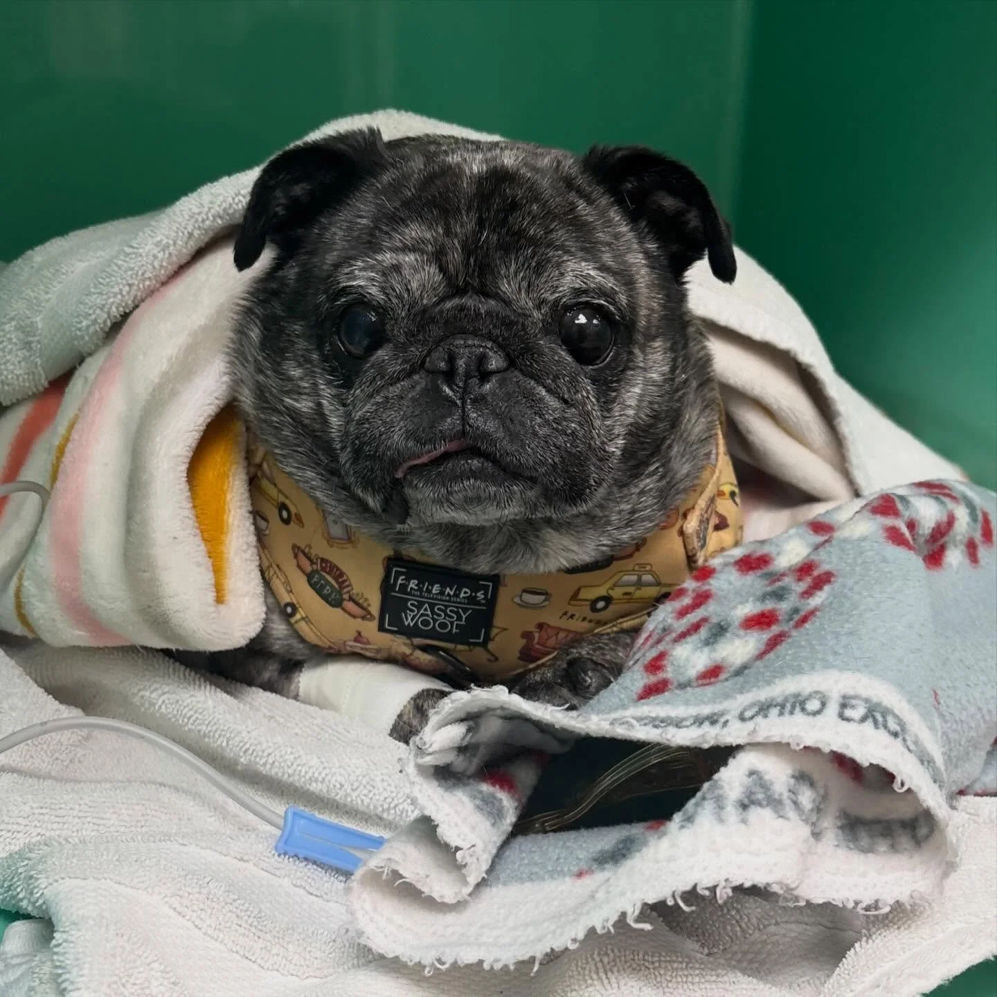 A quick update on Paisley!  She came through her spay with flying colors and we were able to take care of it before her infection got too bad from the pyometra. She and her bff Buggles also had a great first night in foster care and enjoyed watching 