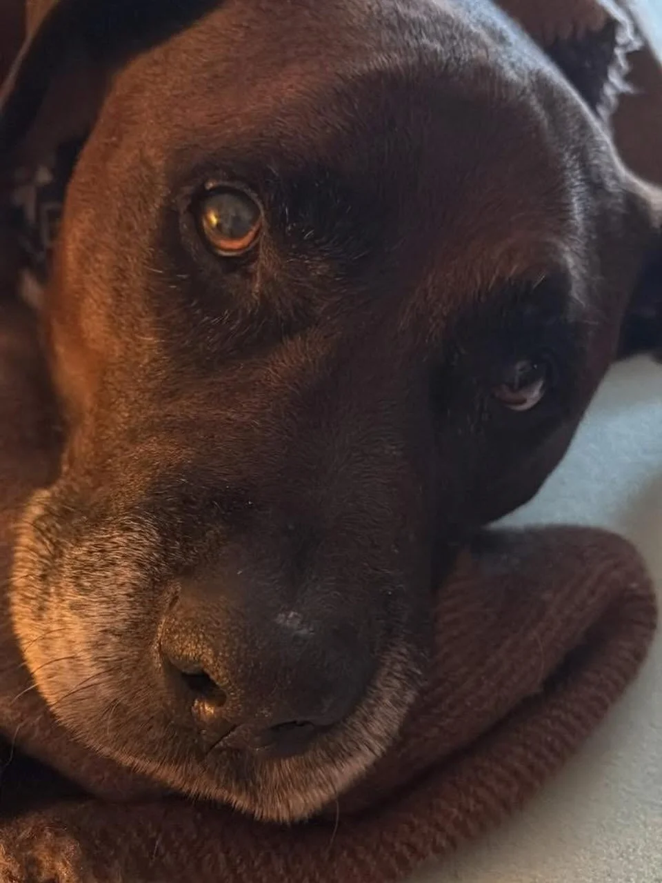 Buddy is a senior lab mix who is looking for his retirement home. His requirements: a cushy bed, cooked chicken morsels, daily short walkies and a human that will dote on him. This boy won our Valentines Day Bachelor contest but is still waiting for 