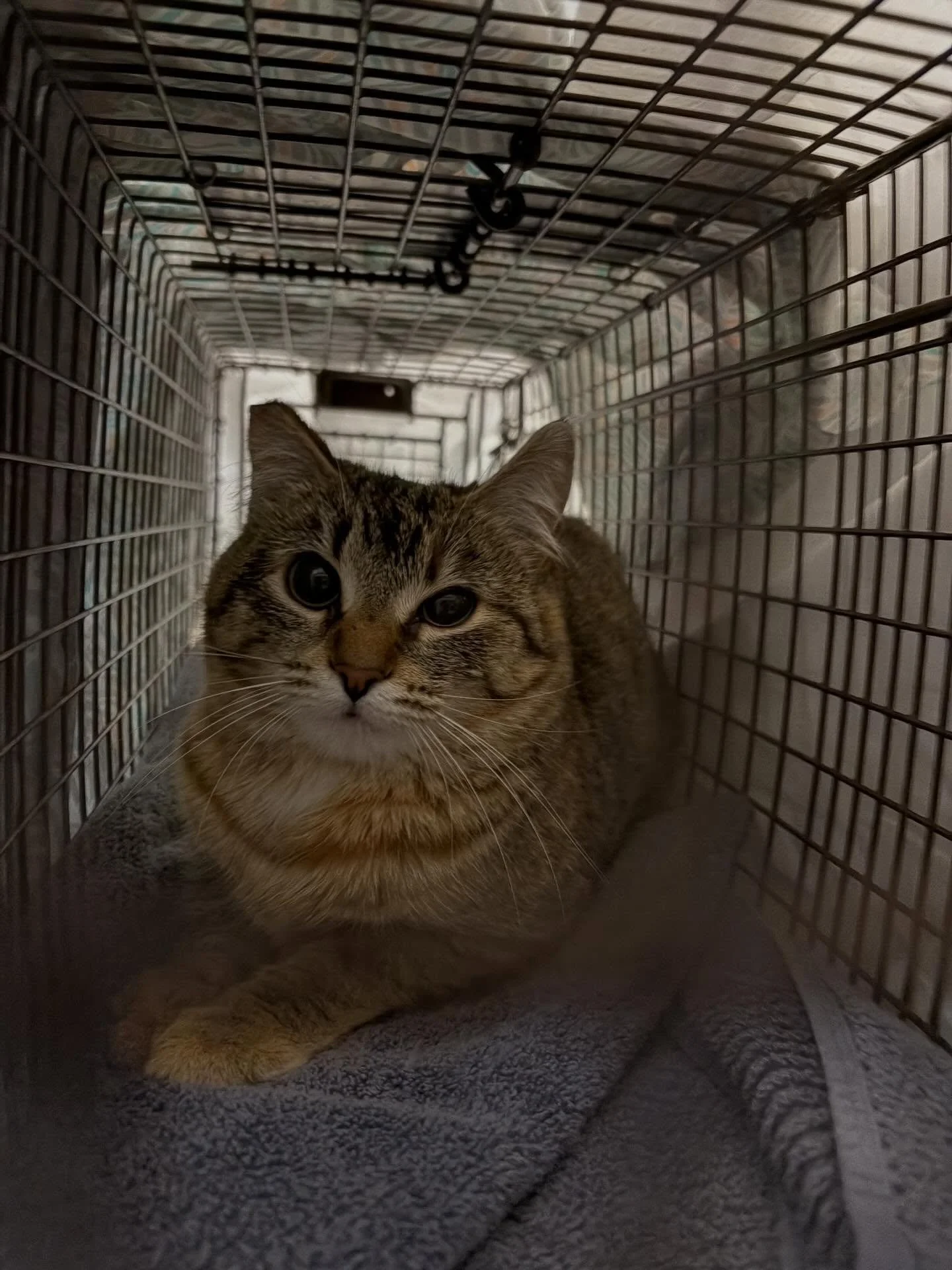 We are very grateful to our friends at KCFOA for their partnership as we started our Trap Neuter Return (TNR) program this year. They gave us 5 spots and transported 5 female cats to a low cost spay and neuter clinic for us this week. And it turns ou