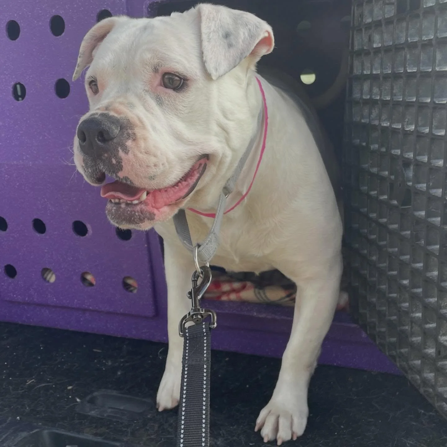 Yesterday we were finally able to bust Ramona (now Petunia) out of the shelter and bring her to the ranch! 

She and her brother Lugnut were victims of a disreputable breeder who kept them outside in pens their entire life. Both were completely shut 